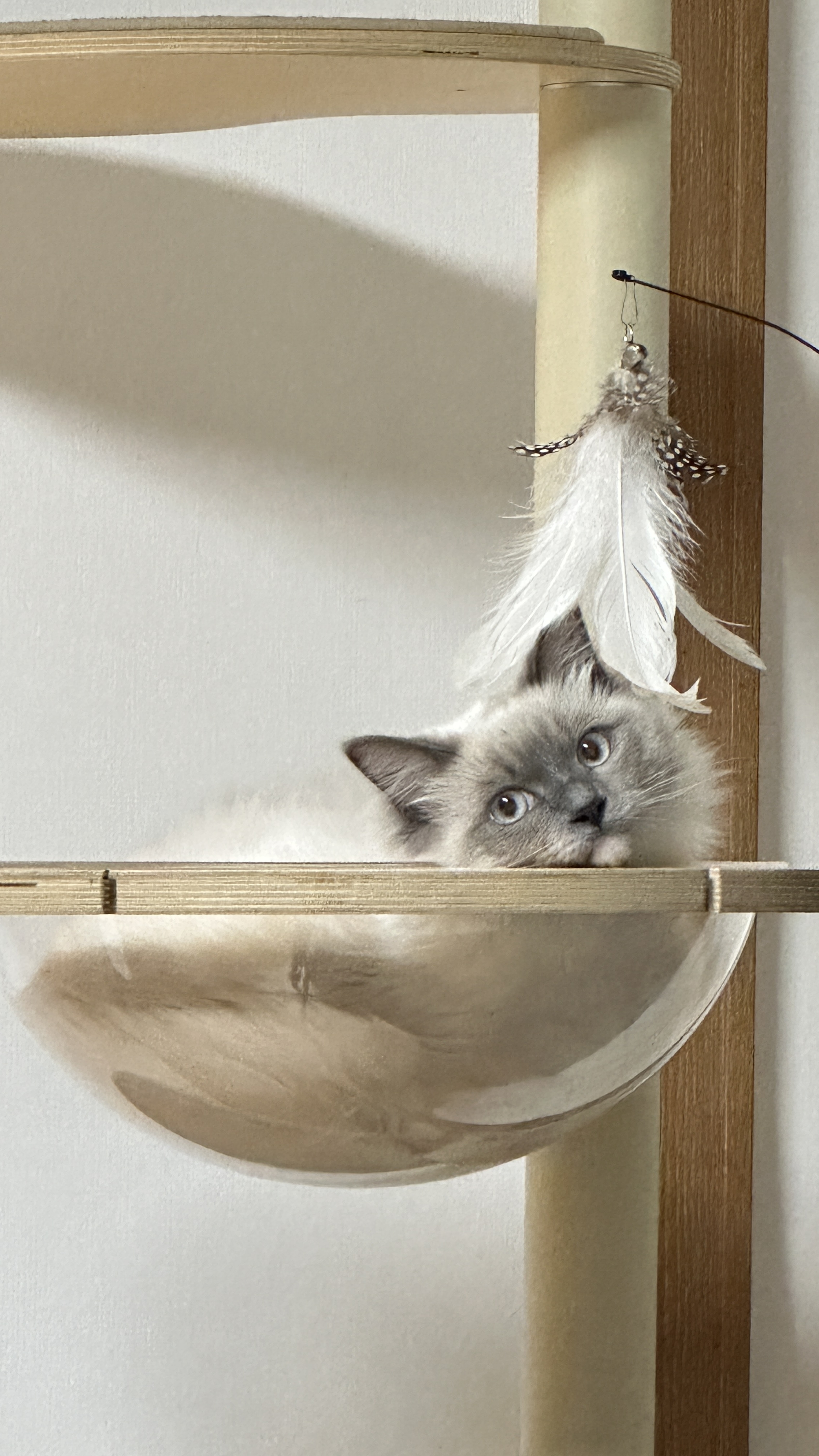 비누 입양 3.5개월차 후기