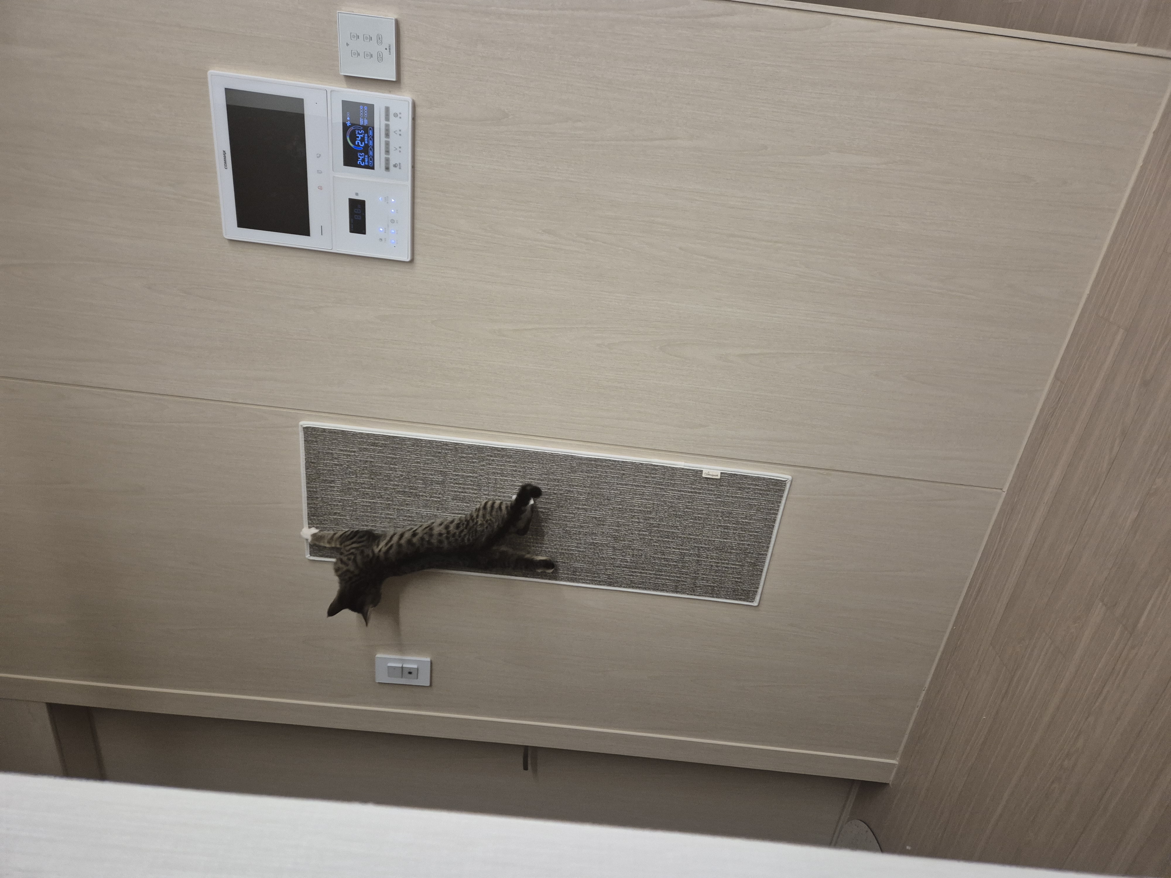 진하리 (구 애옹이) 입양 1개월차 후기 입니다!