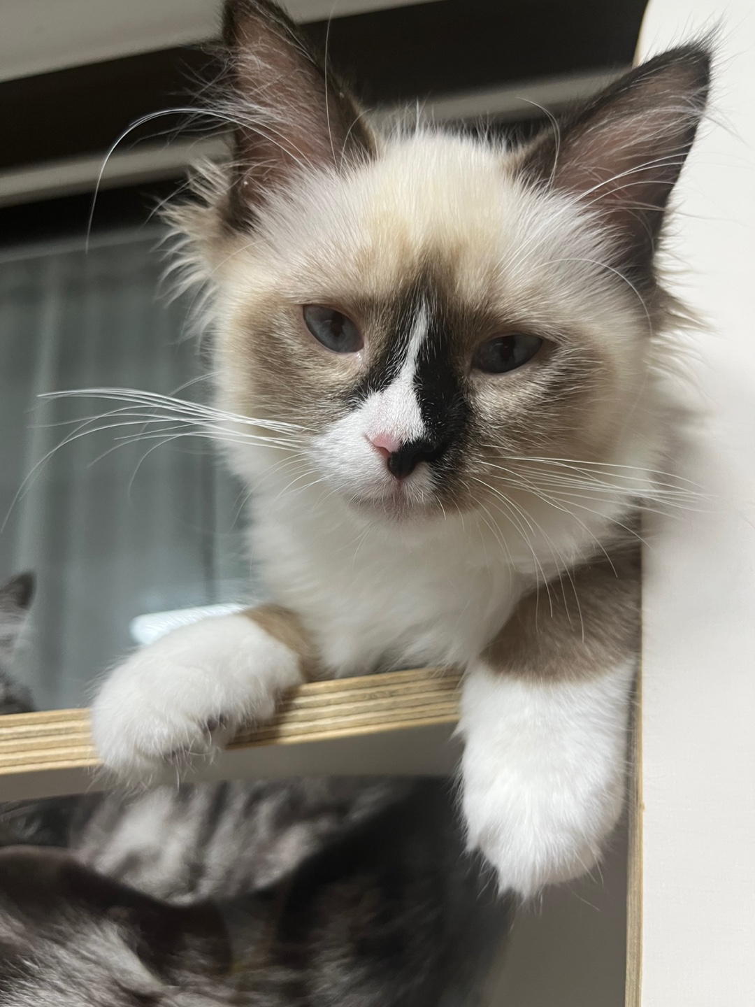 울산구조묘) 산호가 된 동삼이