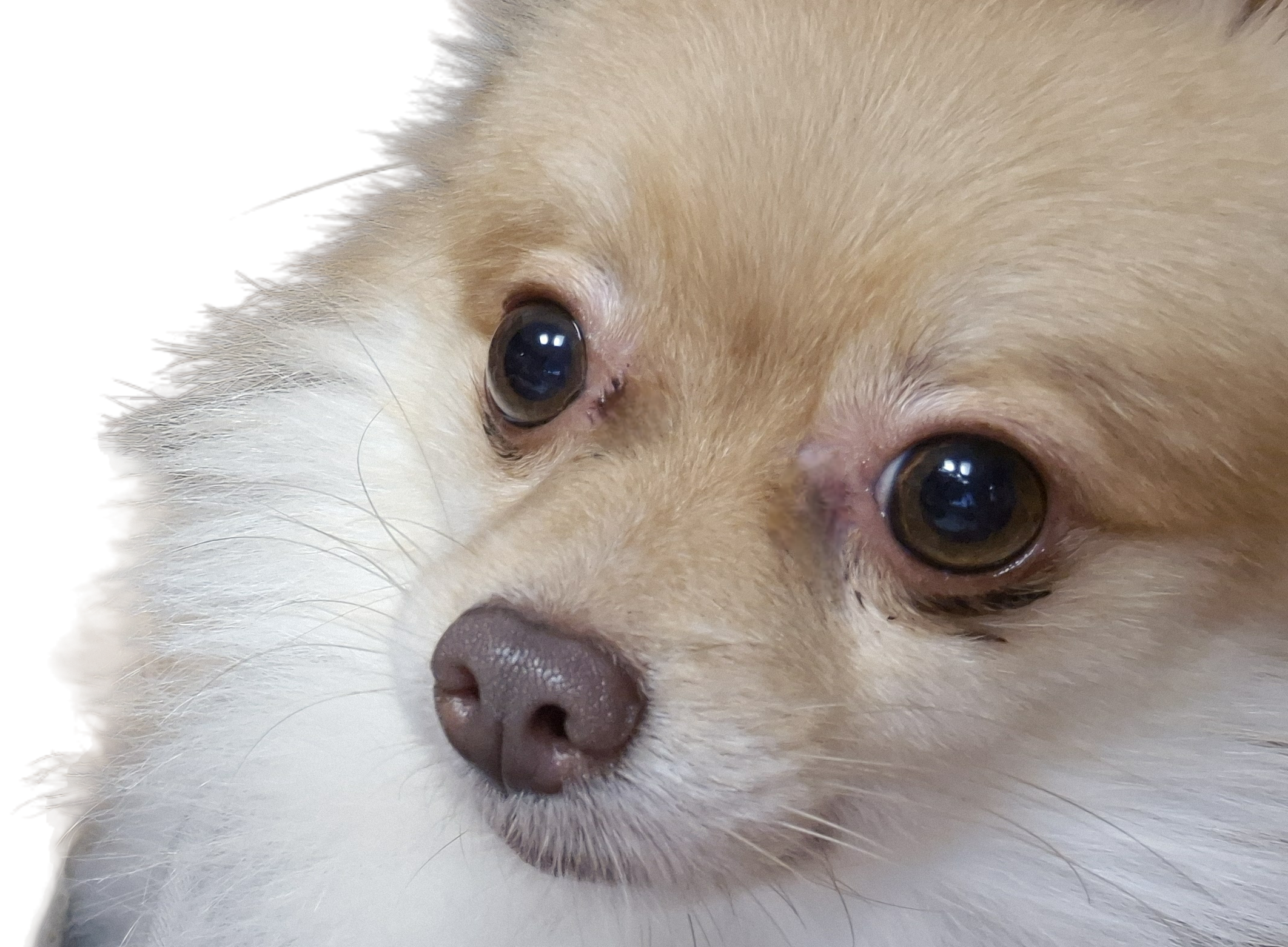 애니(여우) 입양 세 달 차