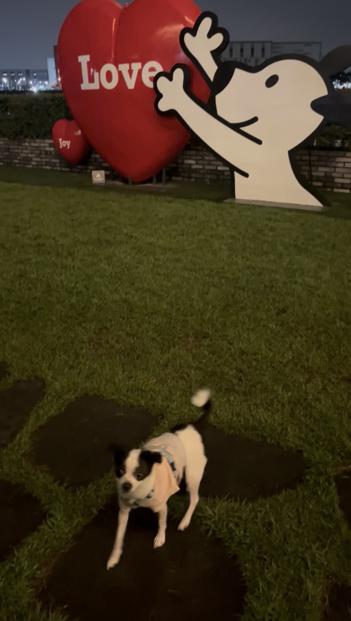 가을이(모뜨) 4살 되었네요~