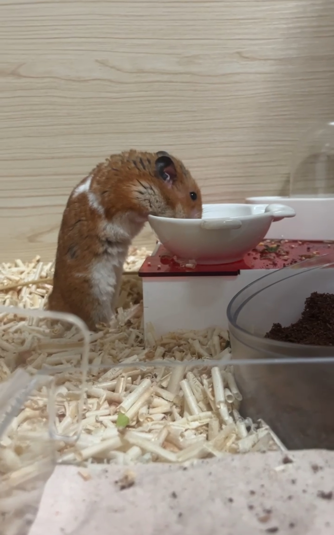 온햄이가 떠났어요