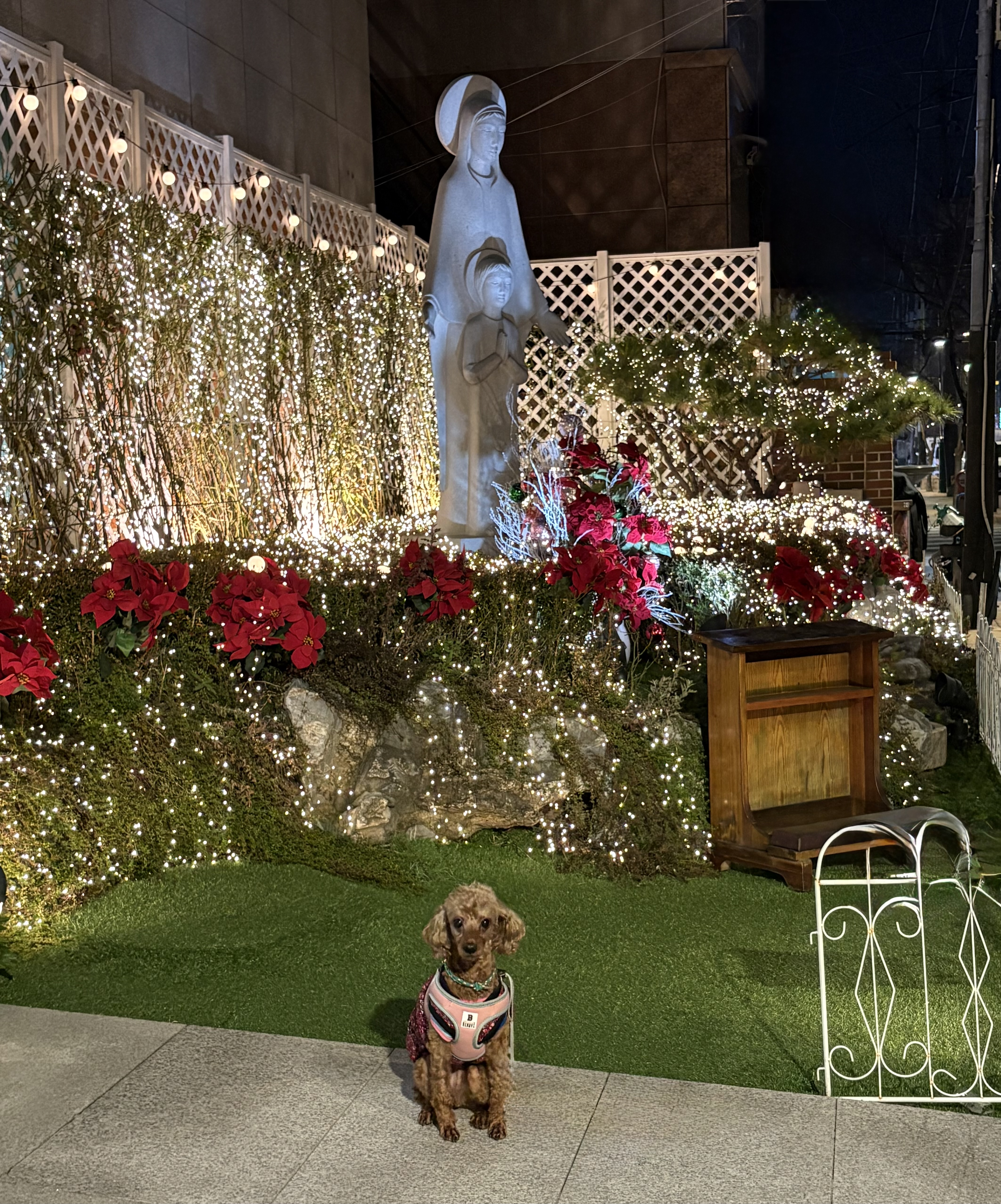 꿈꾸며자는 보사~