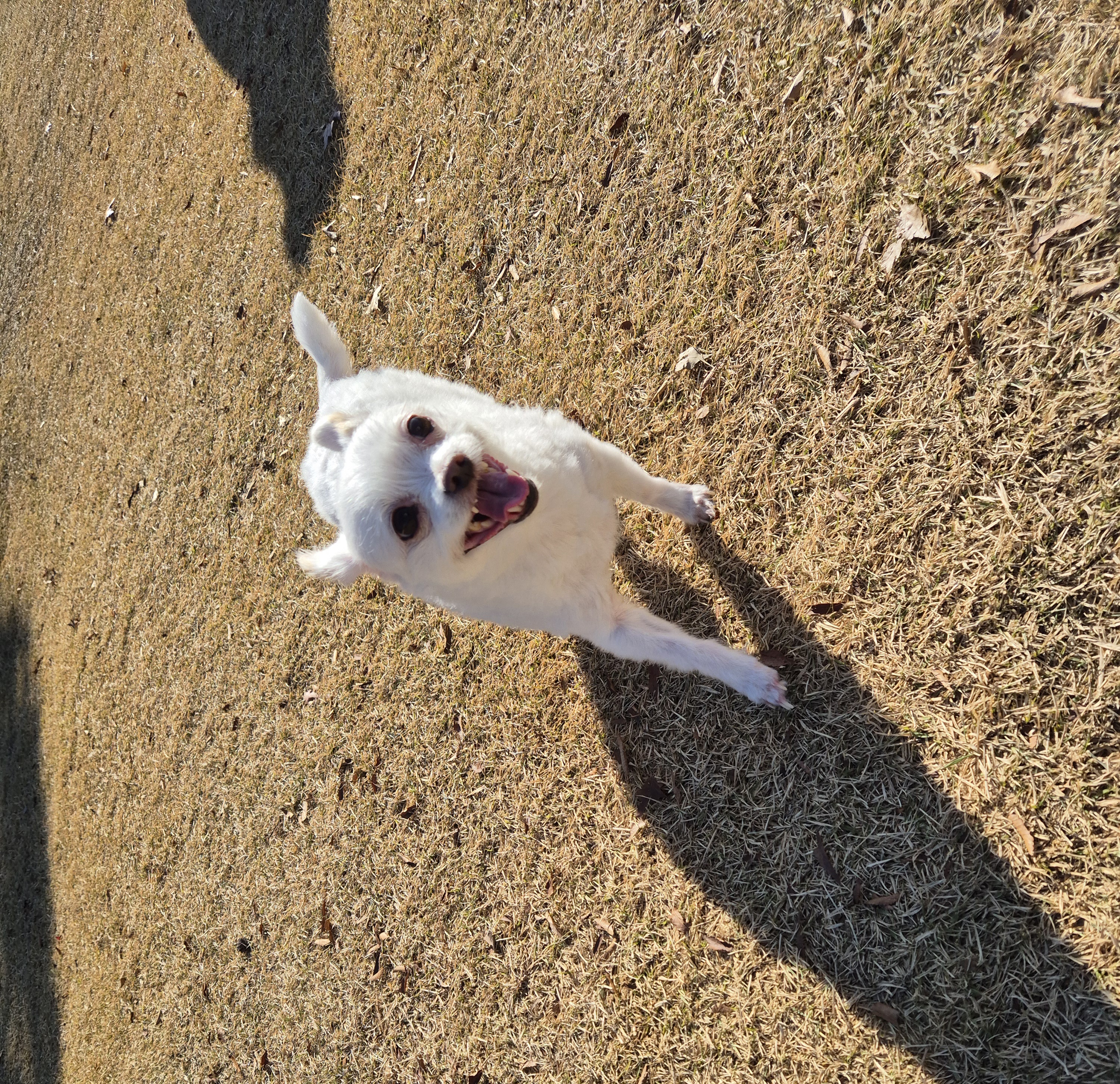 충남 구조견 오투(현 설희) 근황 올려봐요^^