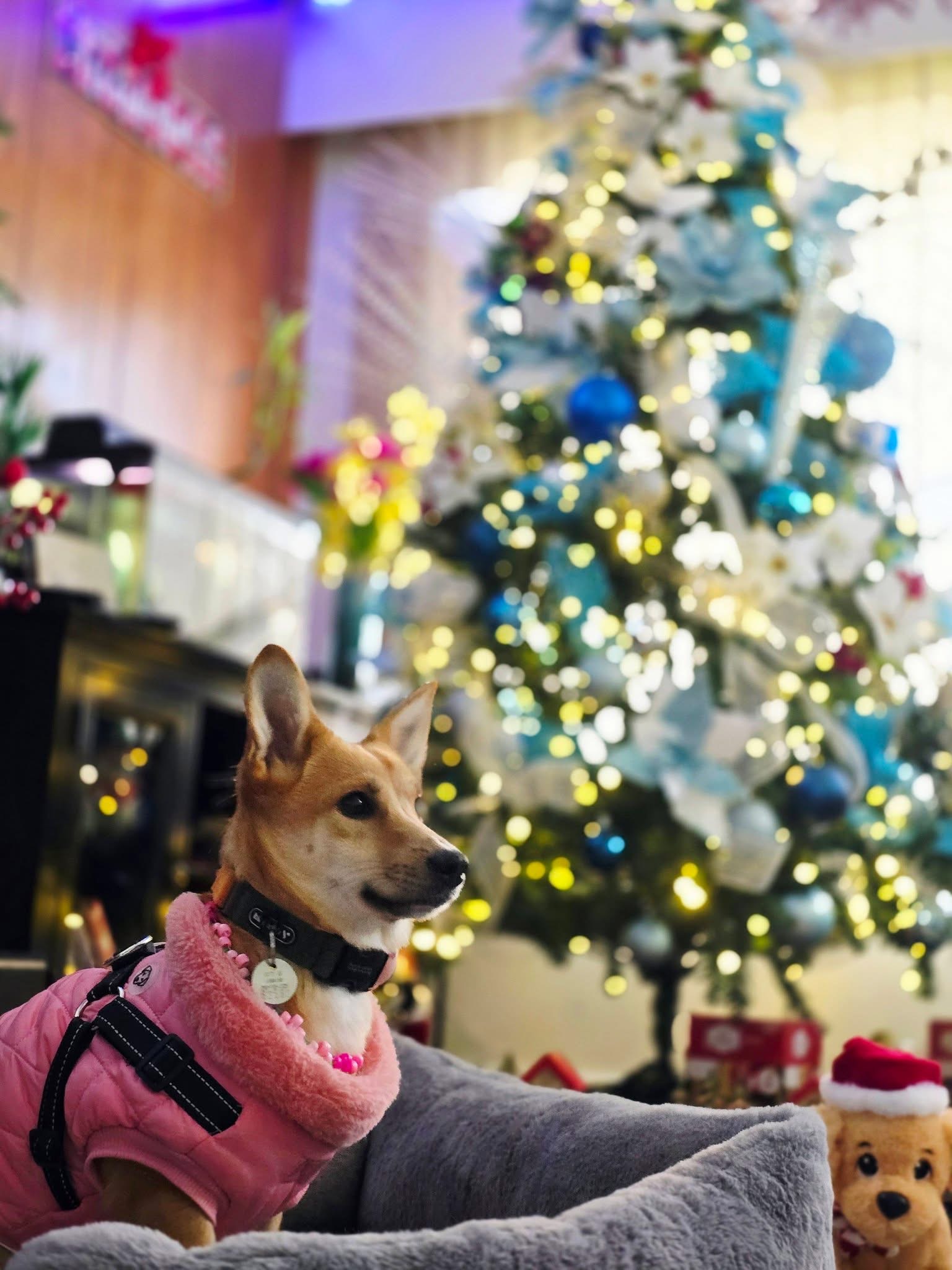 [해외입양] 캐나다 밴쿠버에서 전해온 '모나' 소식💌