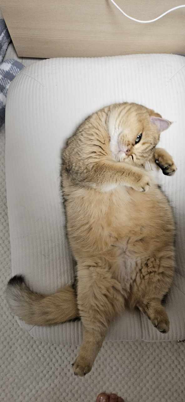 구두부 현마루가 가족이 된 지 2년째 후기입니다.