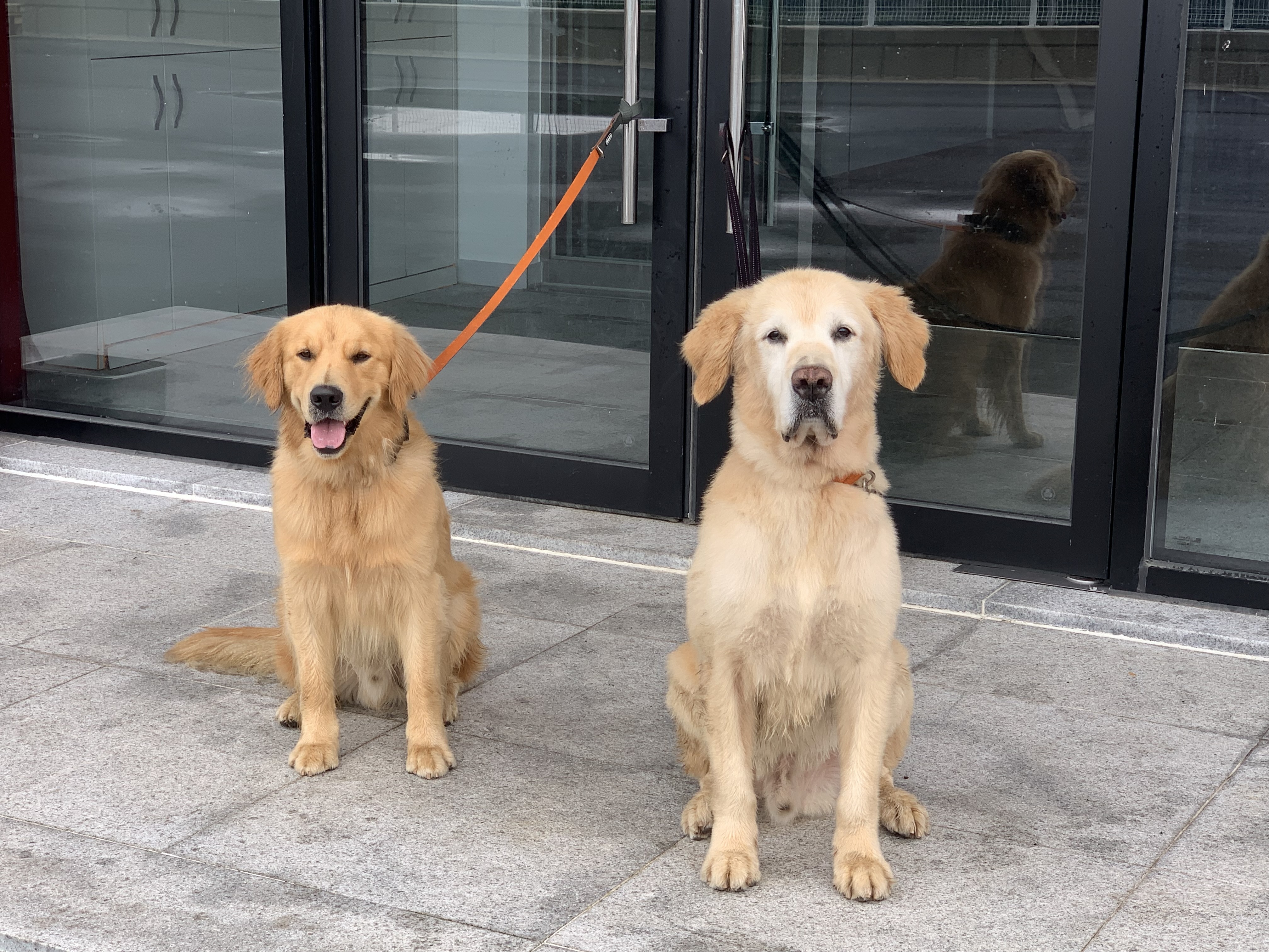 조아(사복이) 입양  3개월 일기