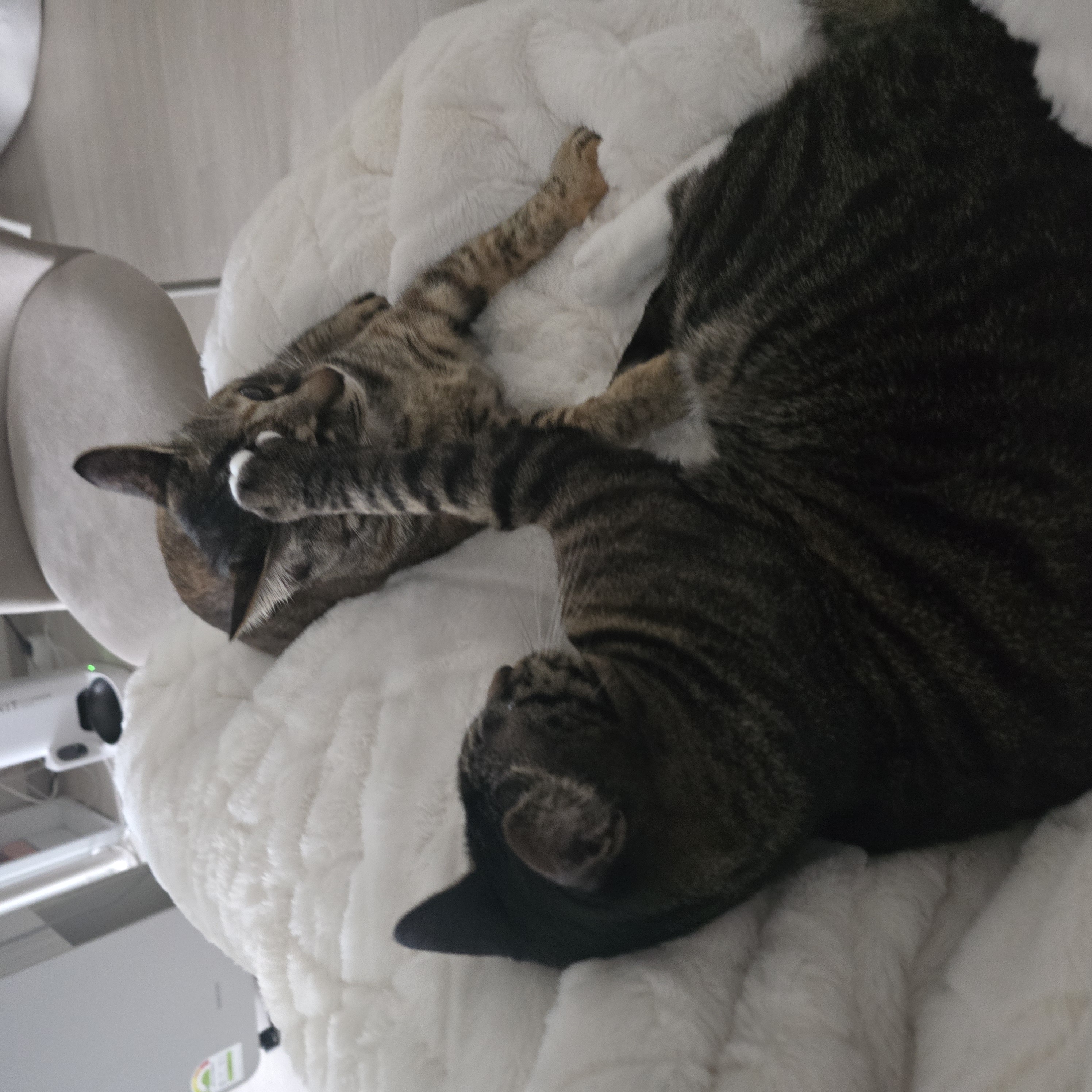 나린이(현 다미) 입양 2년차 후기