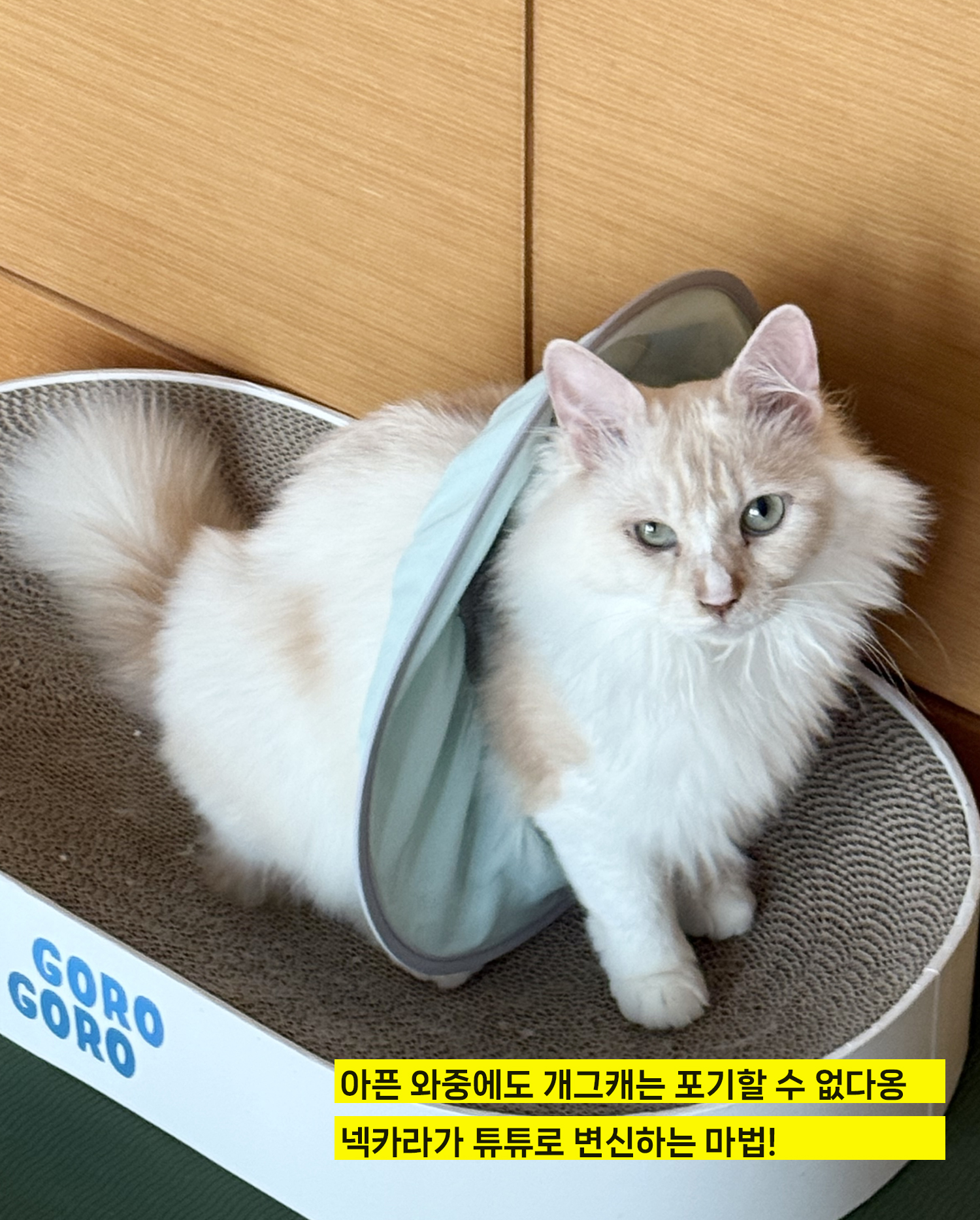 늠늠회장과 쵸쵸베비의 반년~