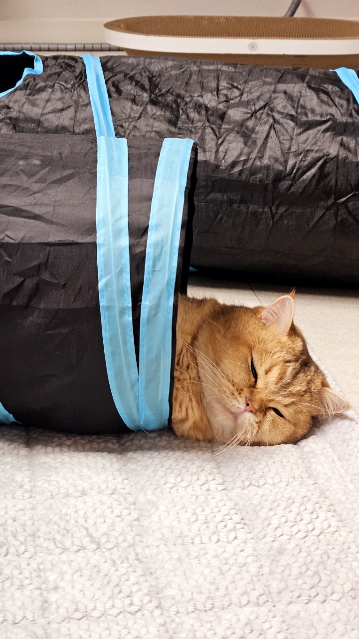 구두부 현마루가 가족이 된 지 2년째 후기입니다.