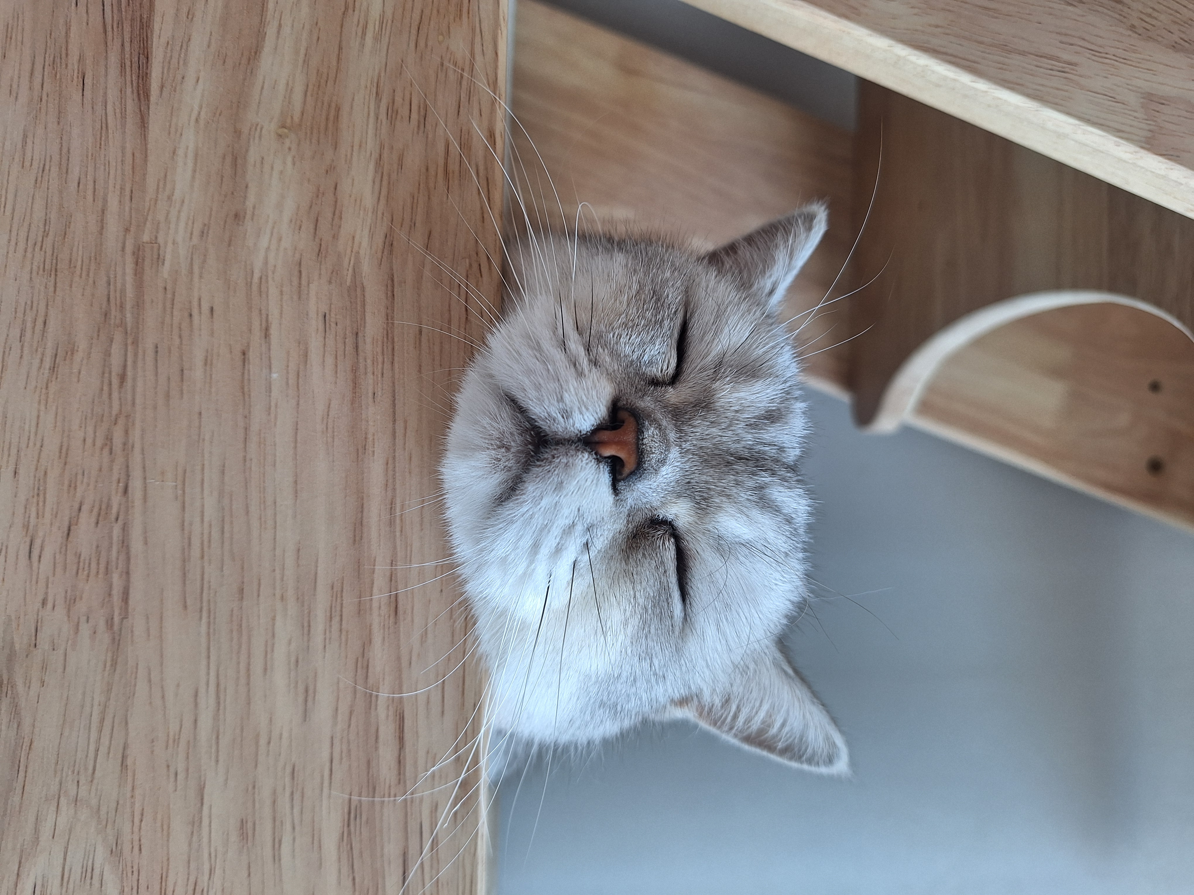 망고(달희)와 함께 벌써 3개월