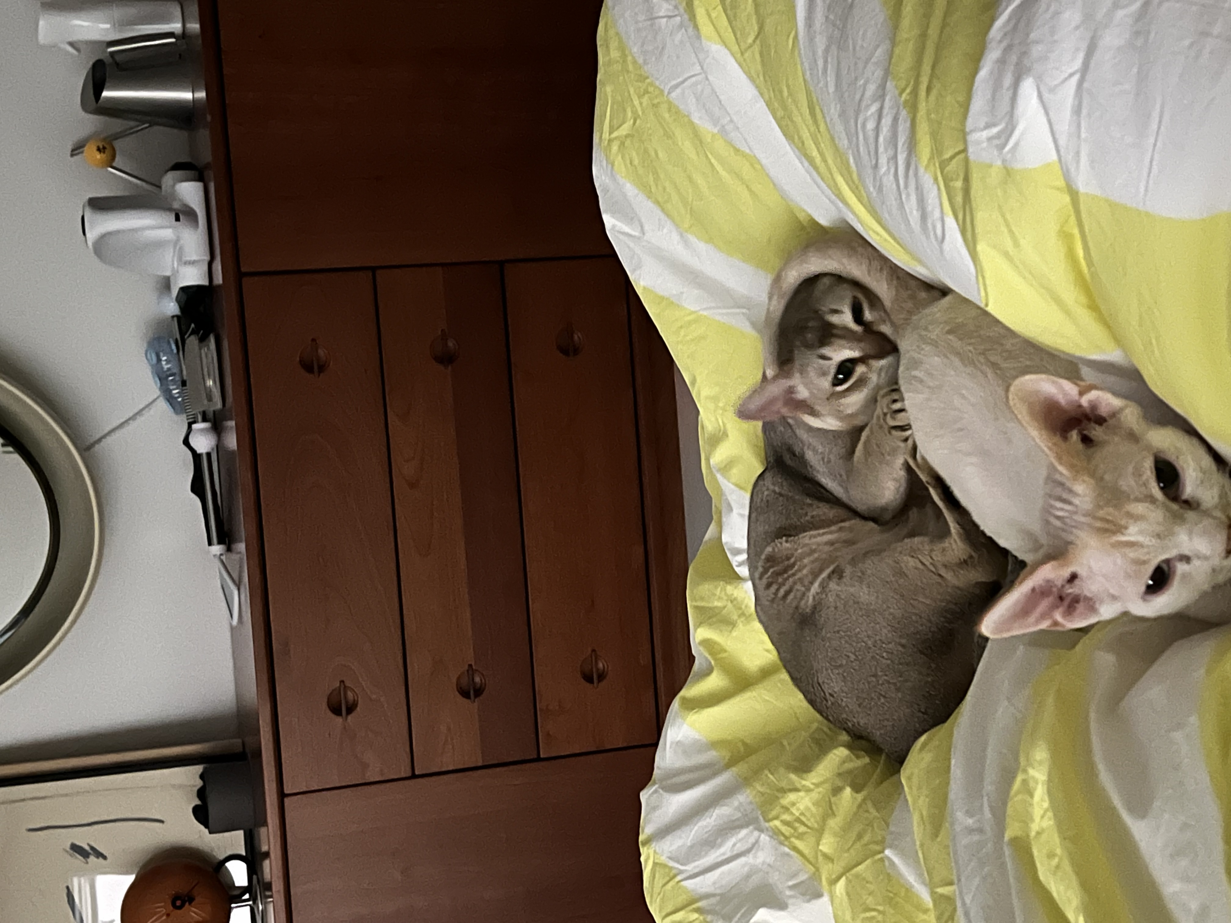 호냥이의 뒤늦은 입양일기 ! 