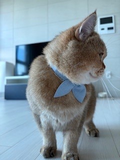 두두 (구 삼월이) 한달 후기 🧡