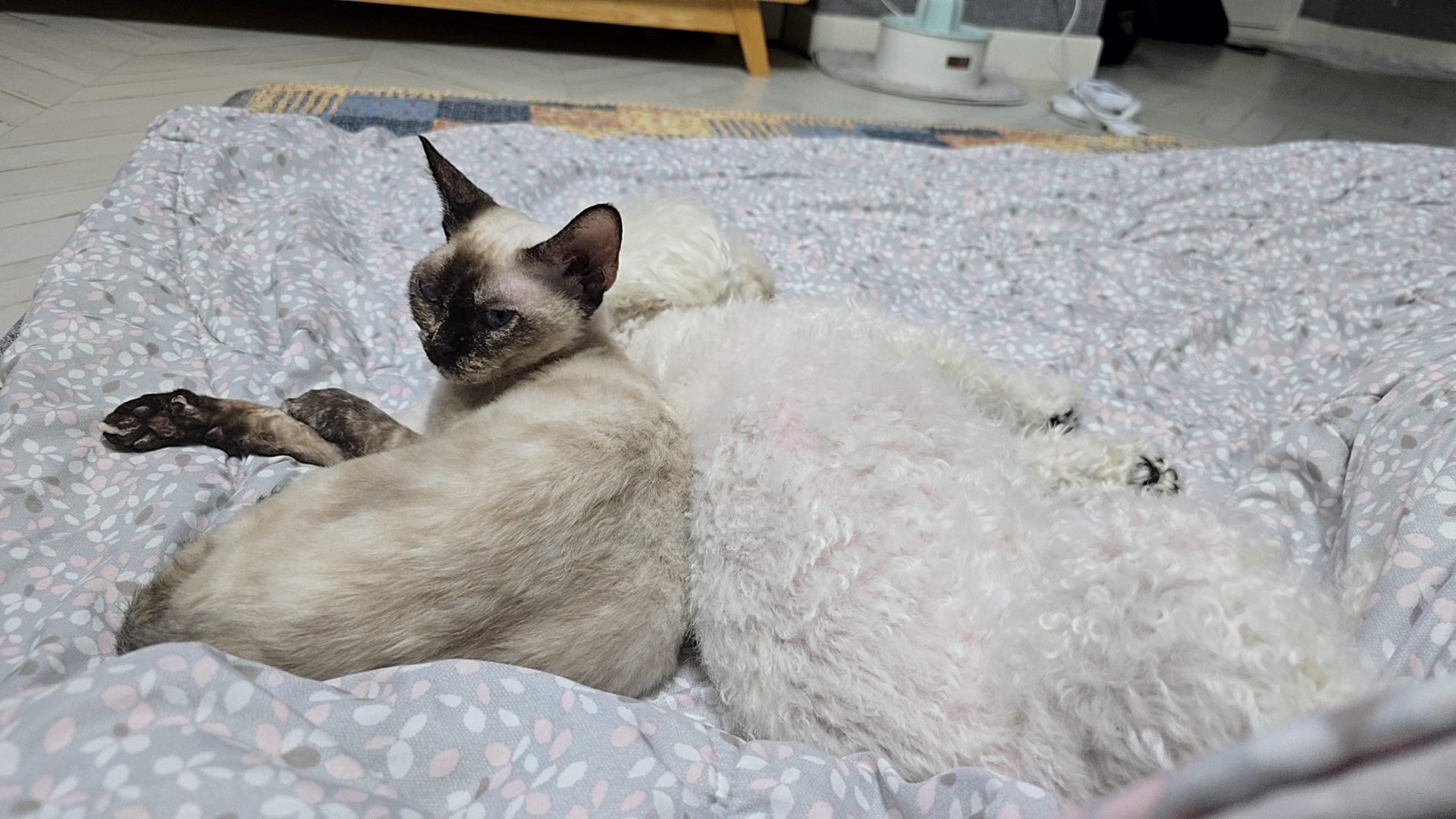 바다 입양한달기