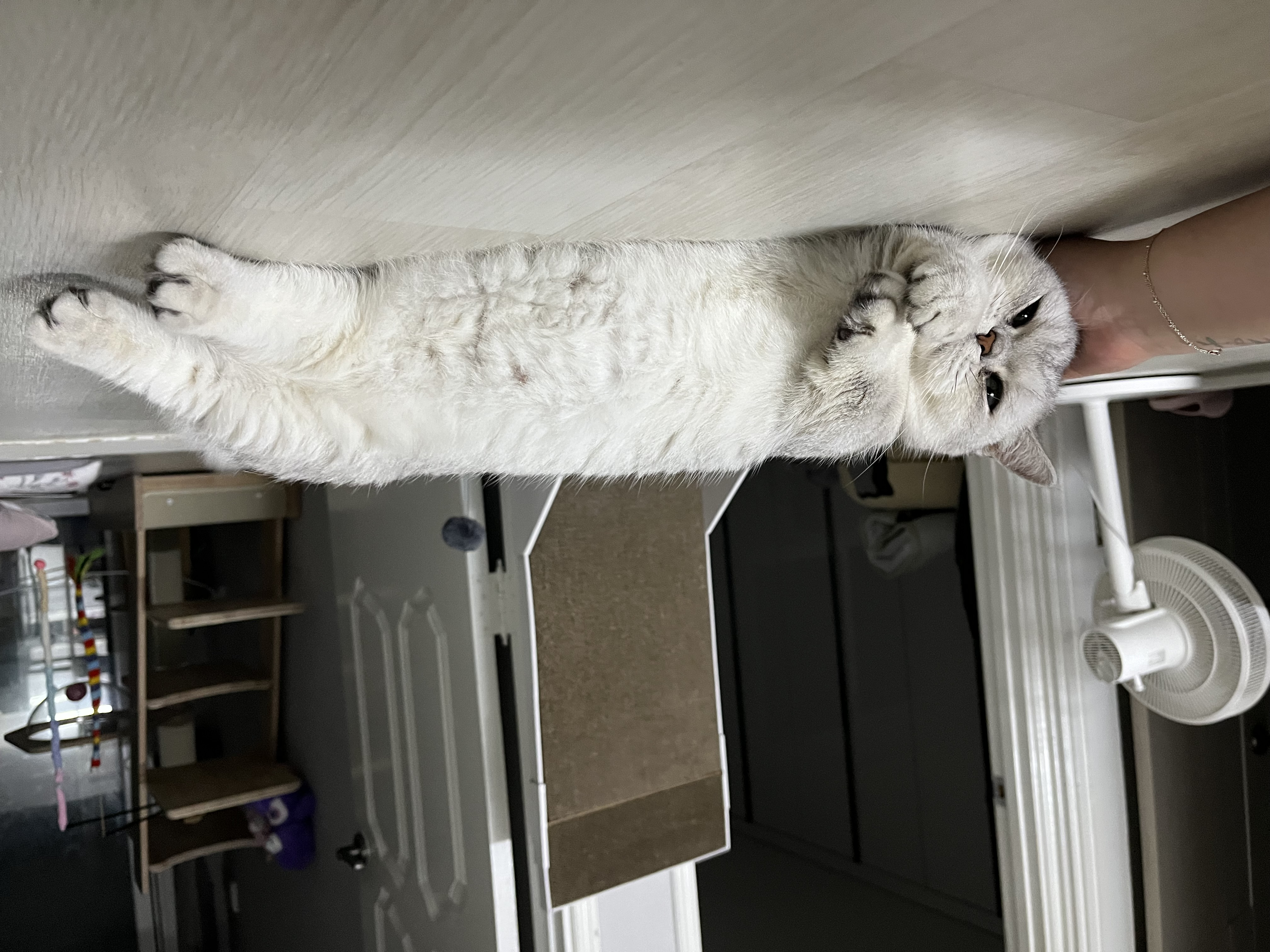 망고(달희)와 함께 벌써 3개월