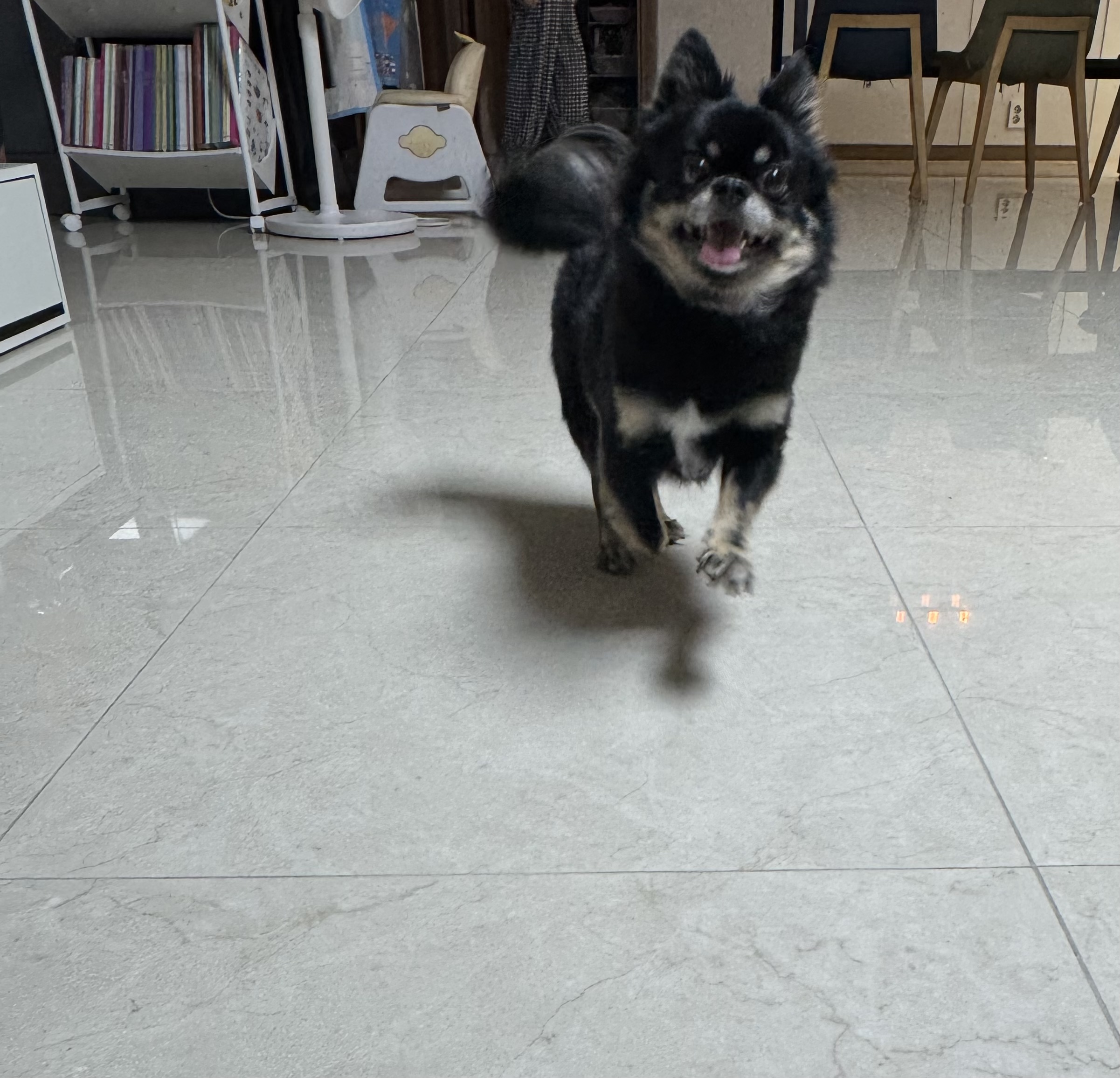 랩몬이 임보4개월차 소식 올립니다~^^