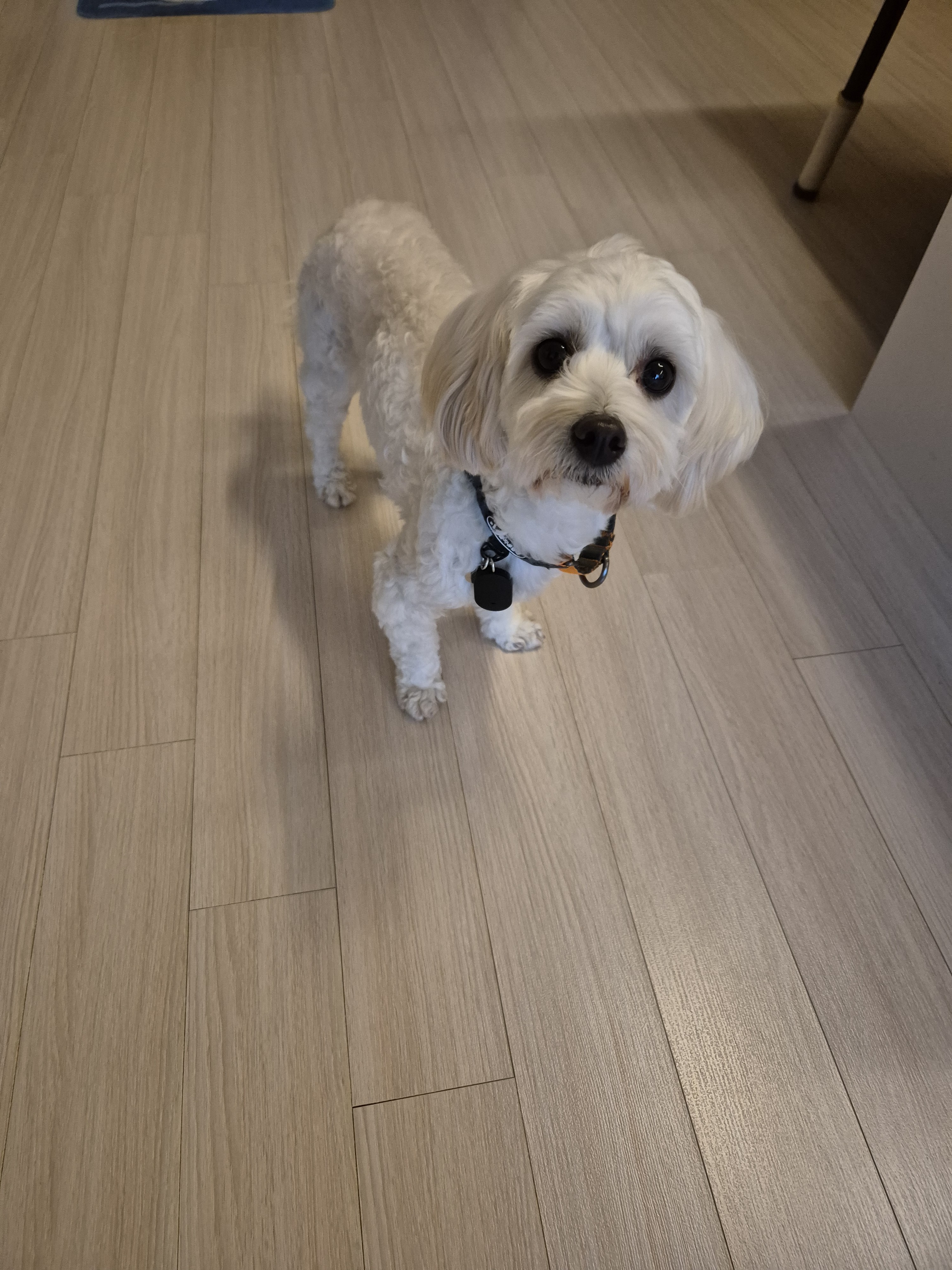 가족이된지1년되는날바람이네입니다.♡ 