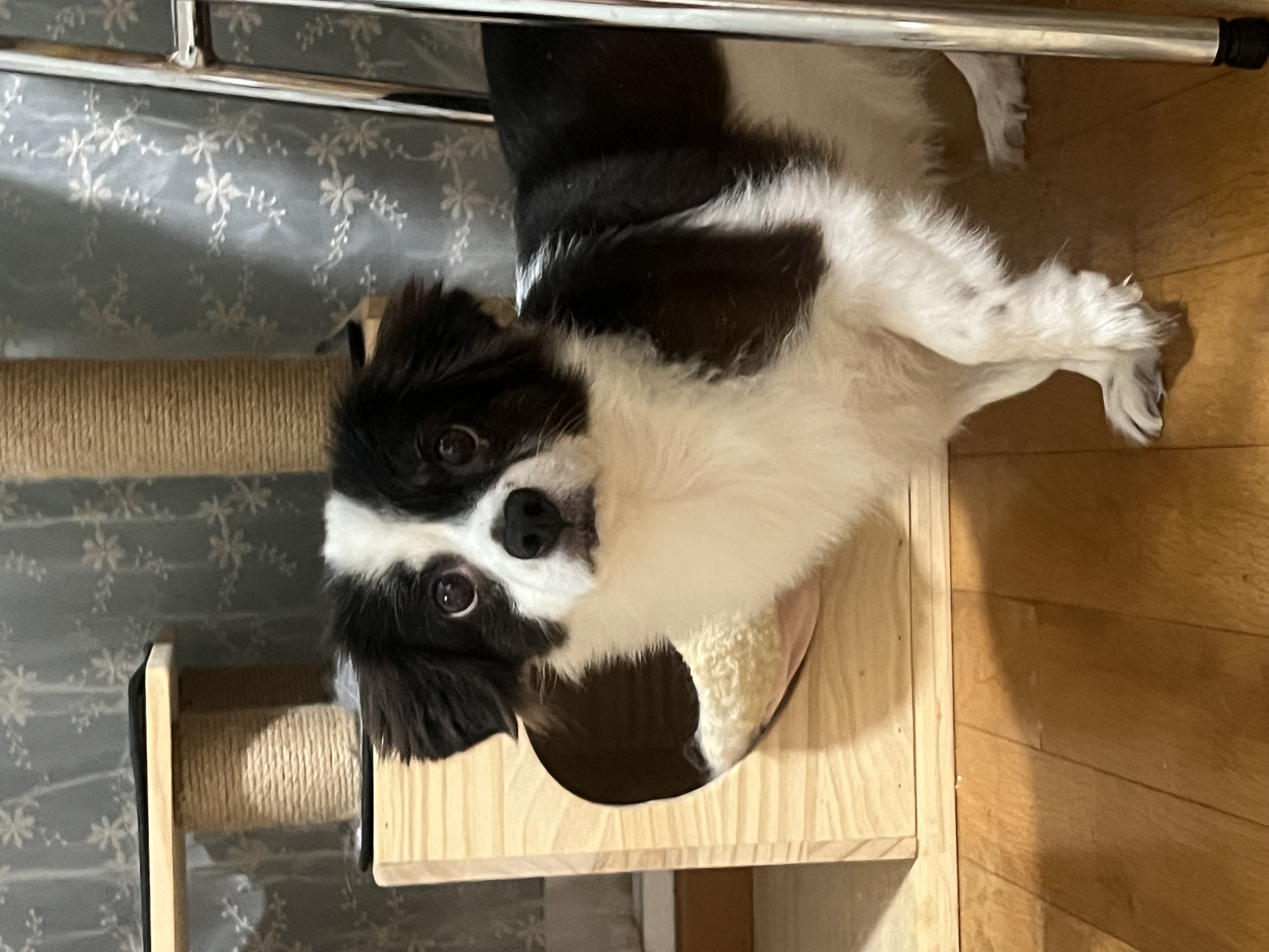 시유(모네)는 잘 지내고 있어용