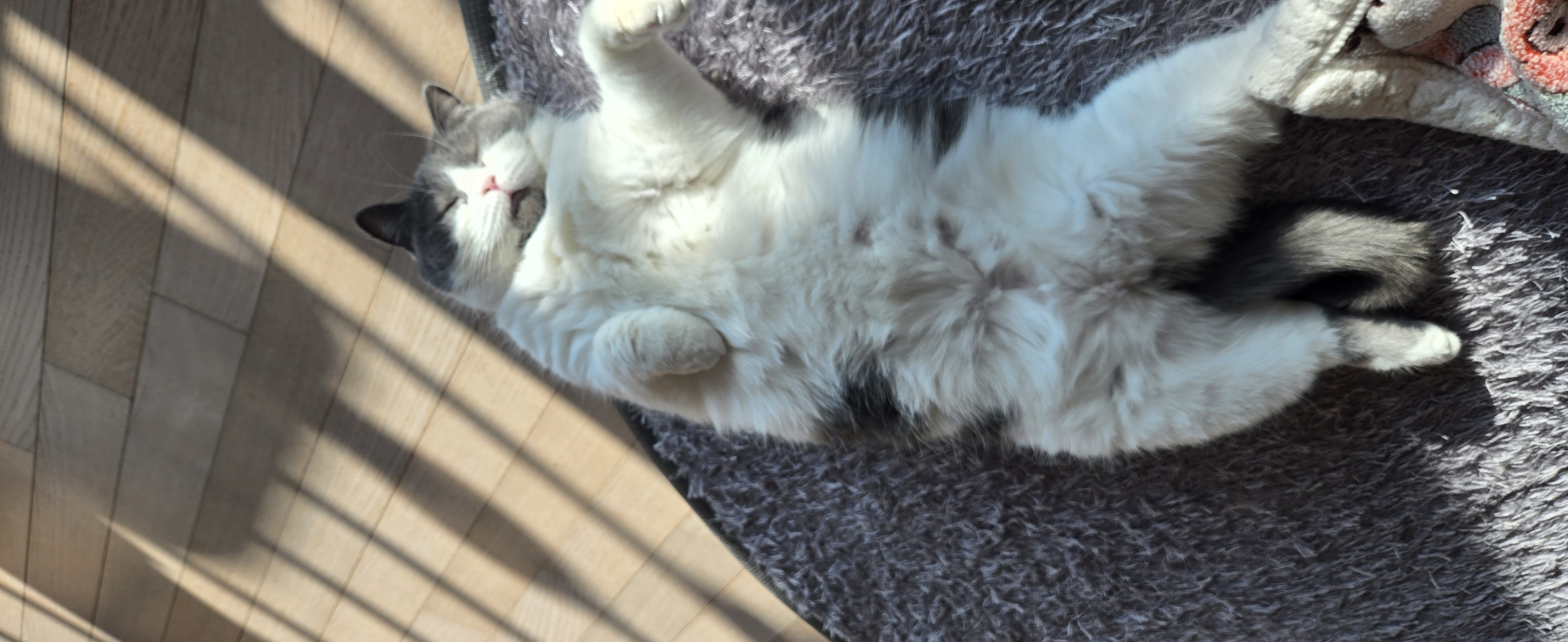 여전히 행복한 흑당 흑마늘입니다