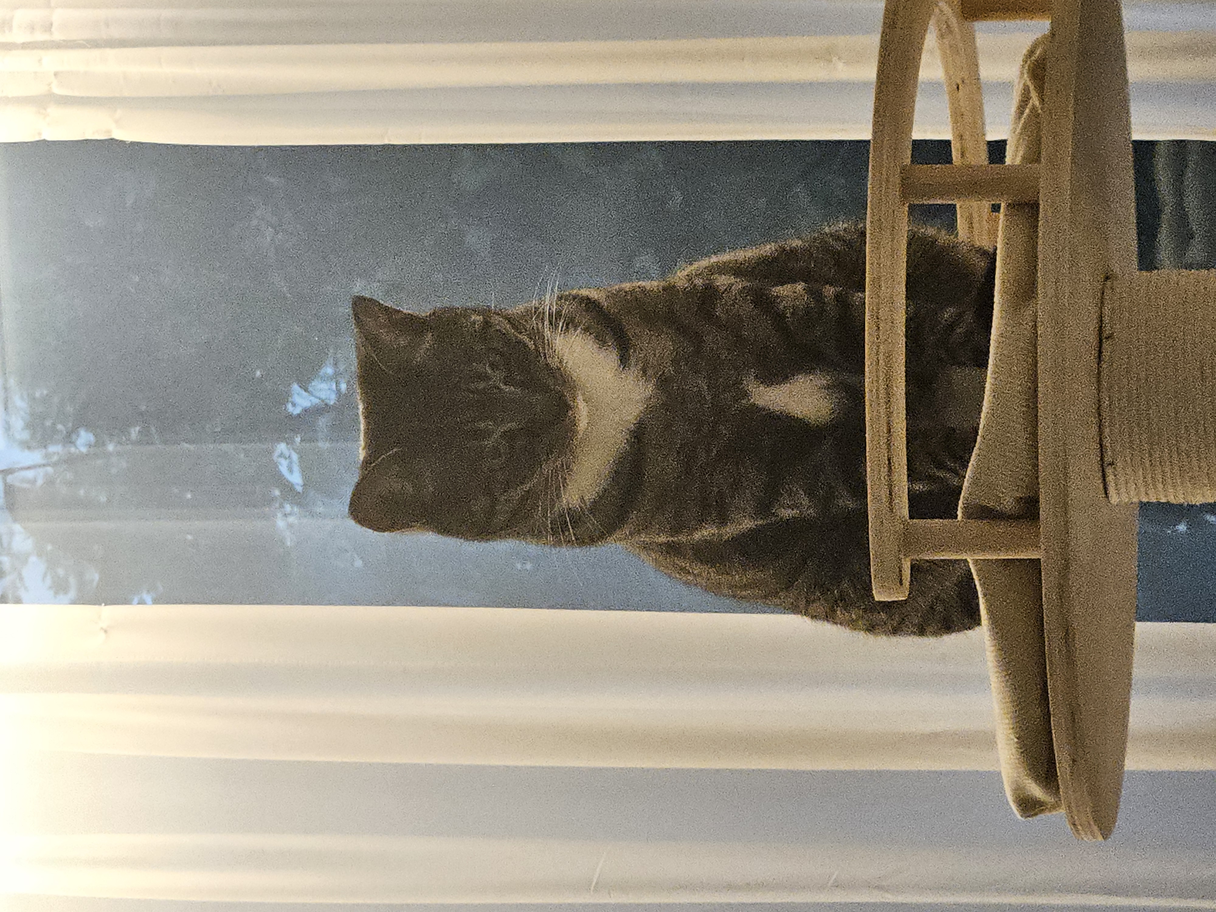 나린이(현 다미) 입양 2년차 후기