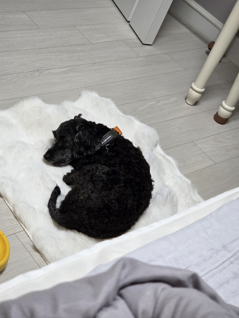 콩이(구: 달튼) 2주 차