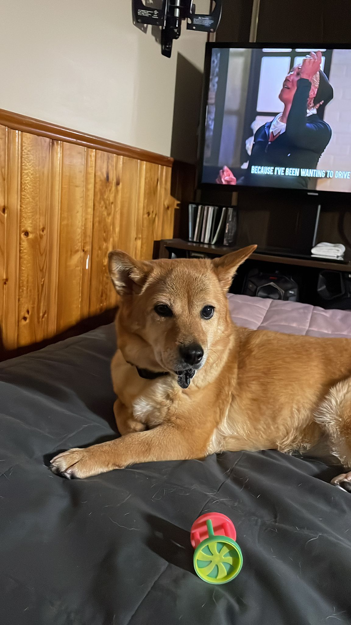 [해외입양] 캐나다 토론토에서 전해온 '아장이' 소식💌