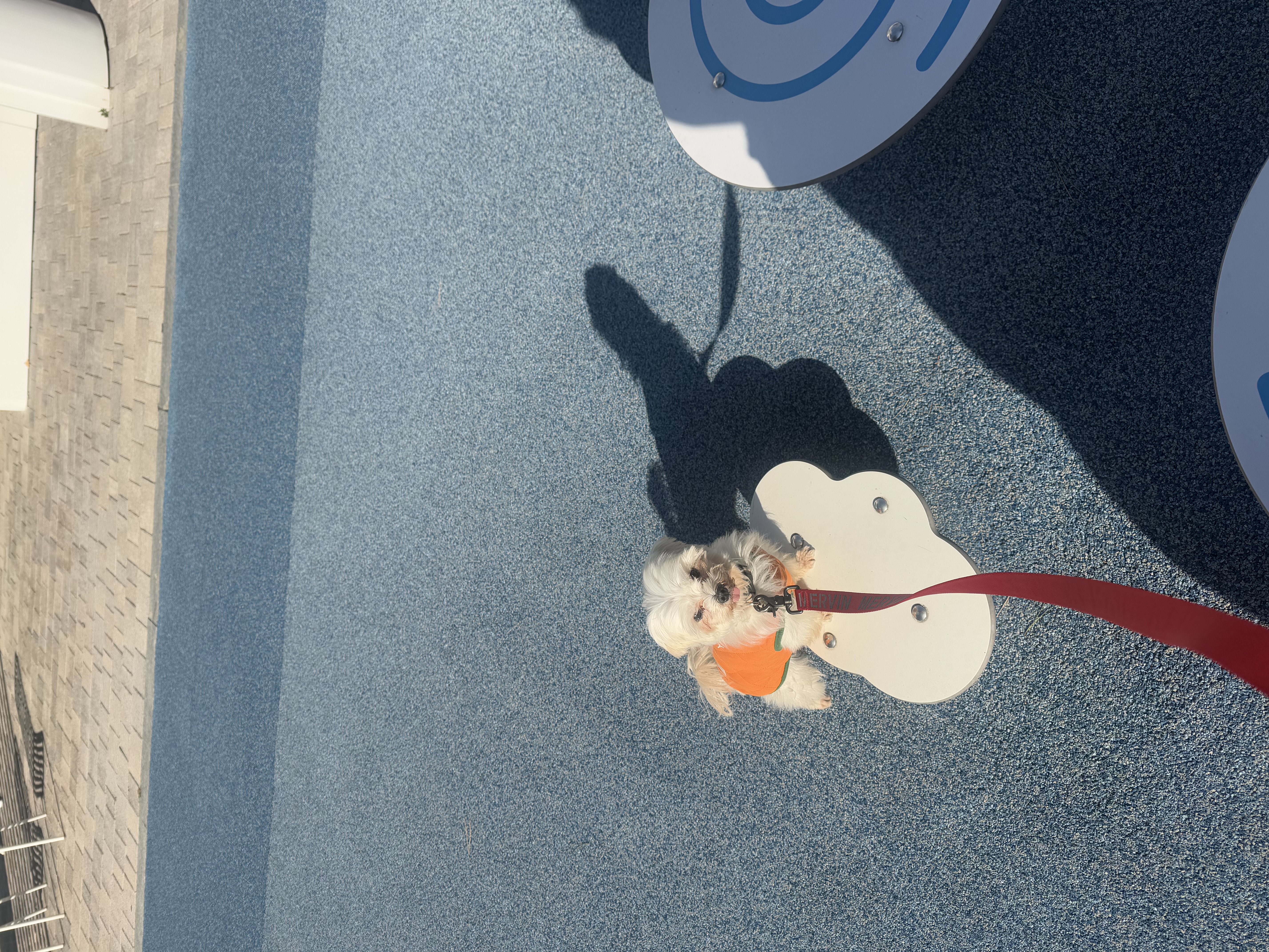 츄츄 와의 일상