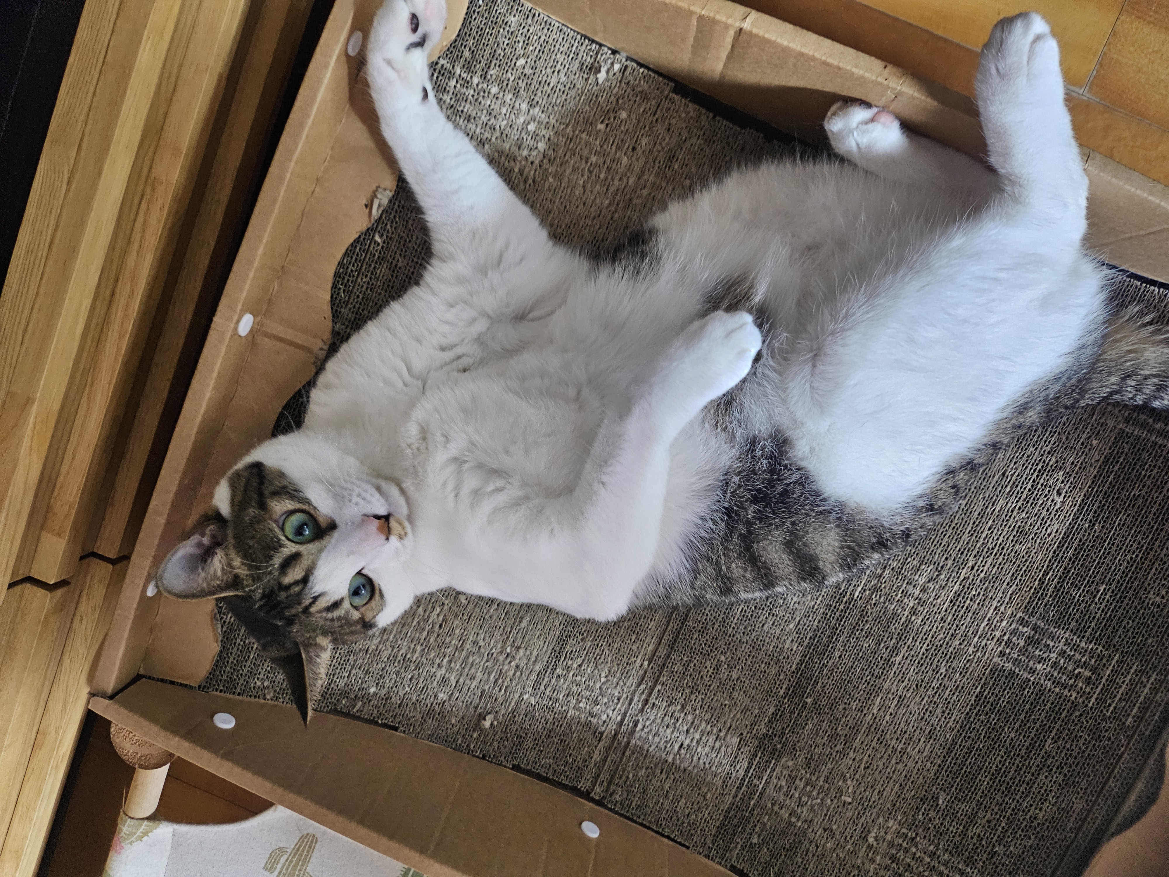 탄이와 또 새로운 2026년으로 (구.해성)