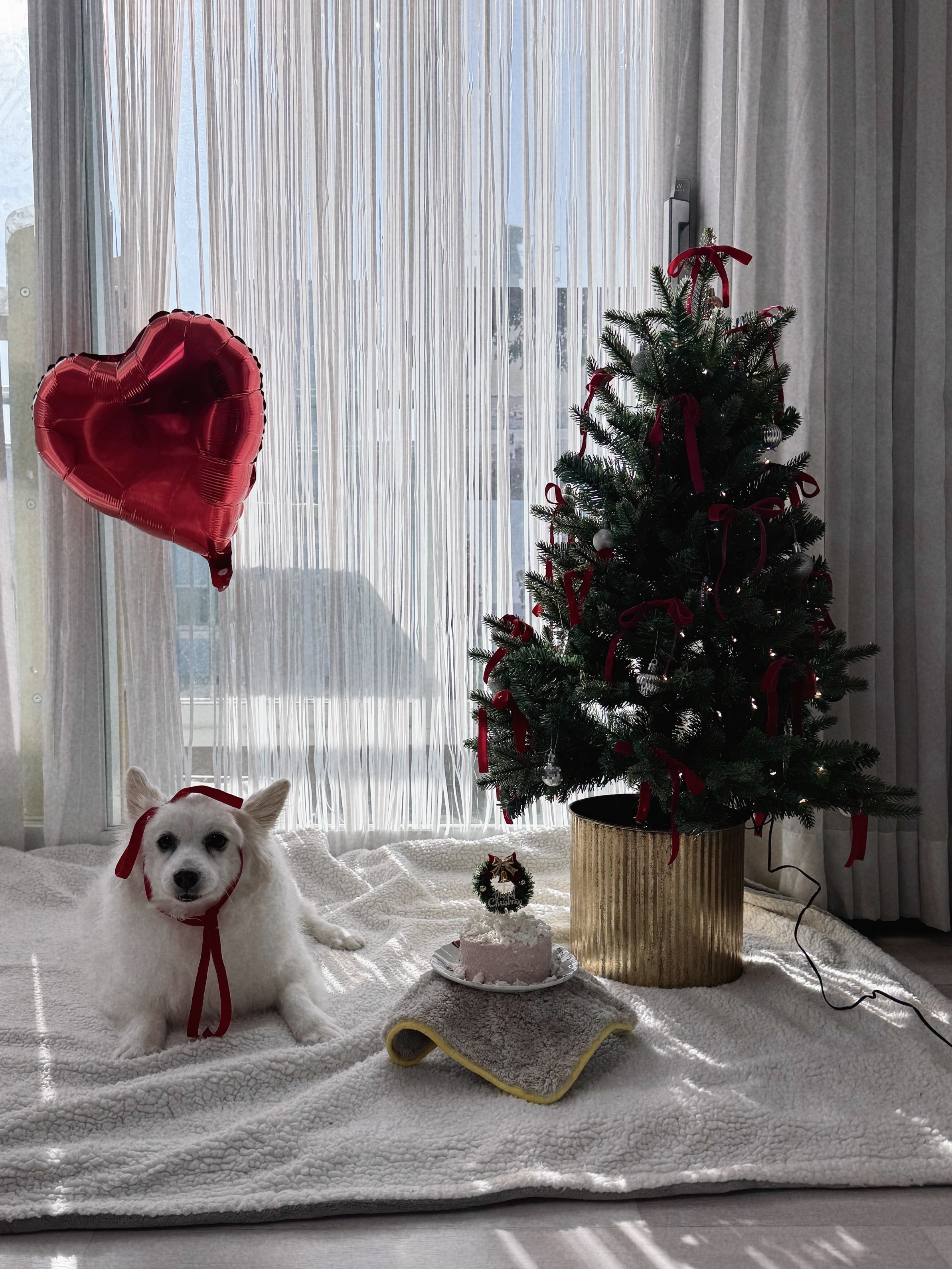 앵두와 함께하는 크리스마스🎄🍒