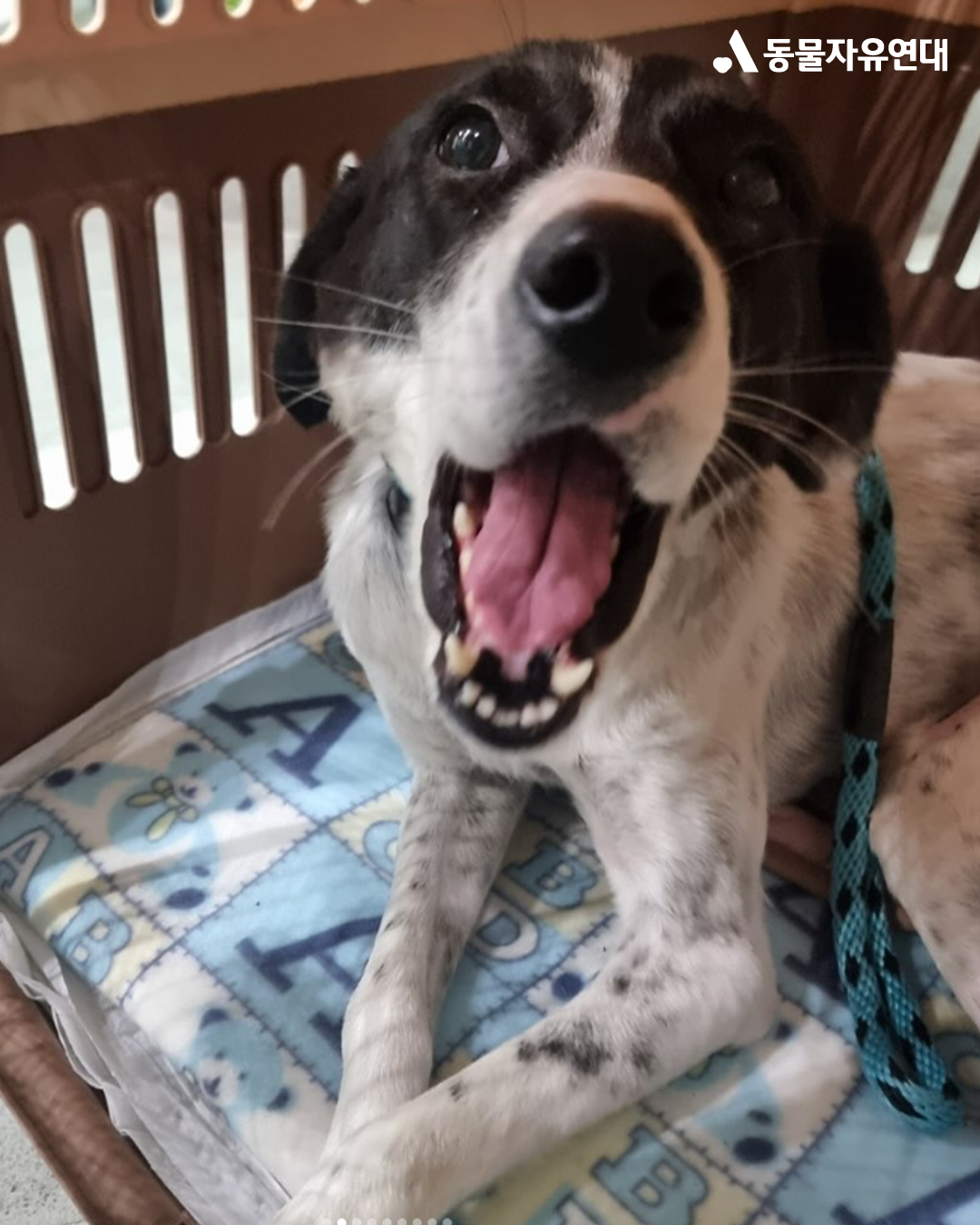 [해외입양] 캐나다 밴쿠버에서 가족을 만난 '록시'