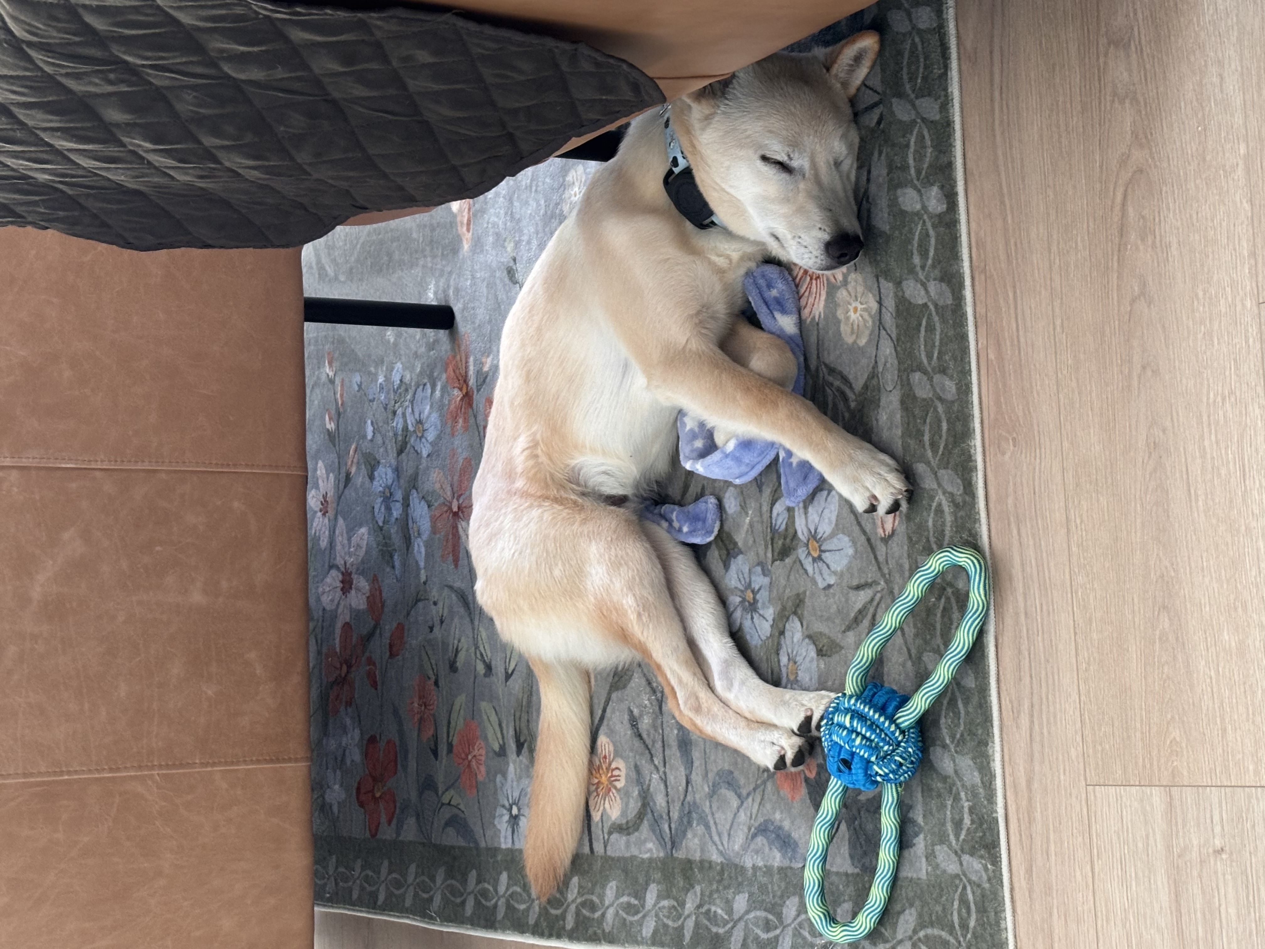 [해외입양] 미국 워싱턴에서 전해온 '영돌이' 소식