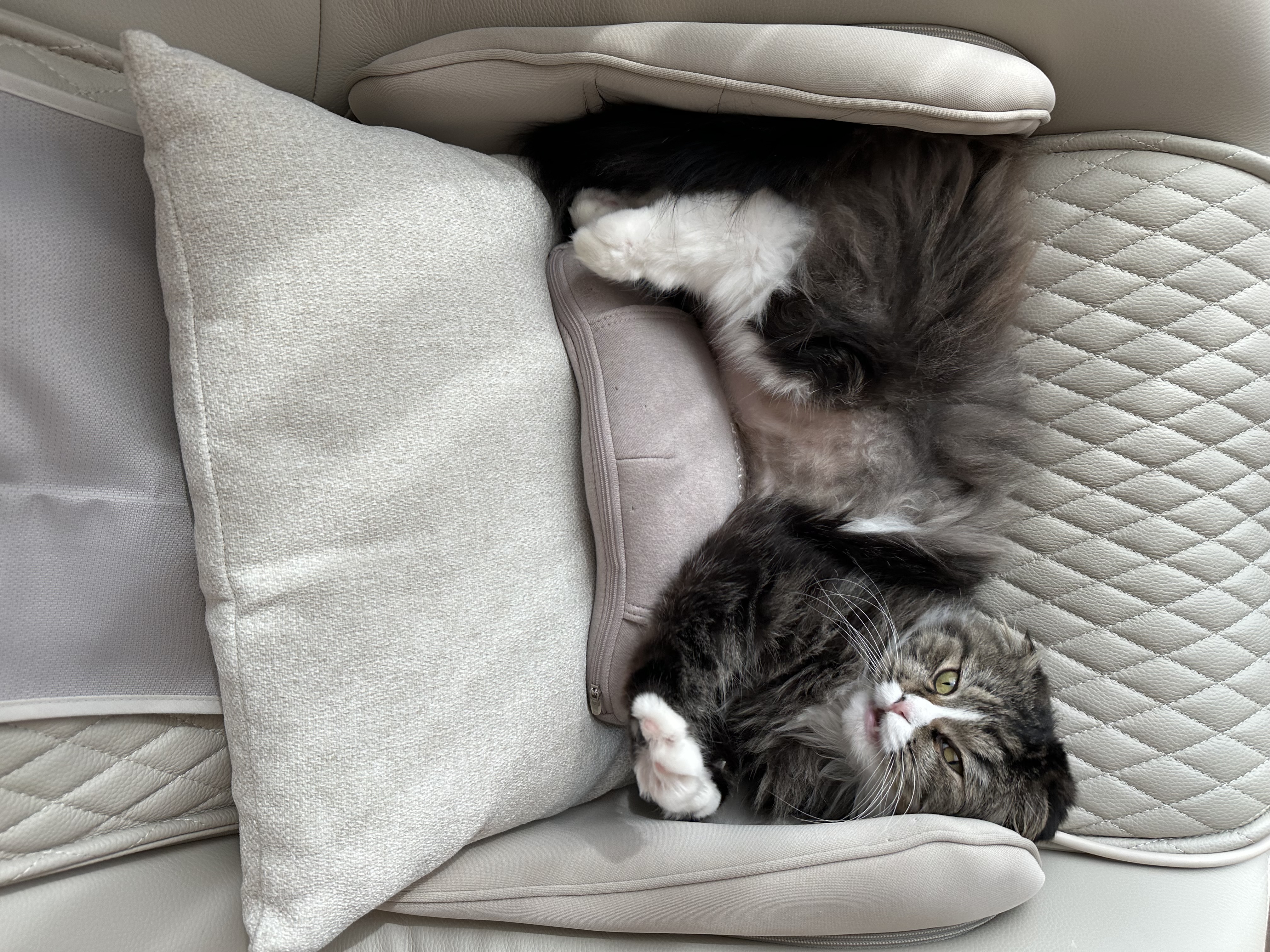 버터(구 맘마) 입양 한달 후기!! 