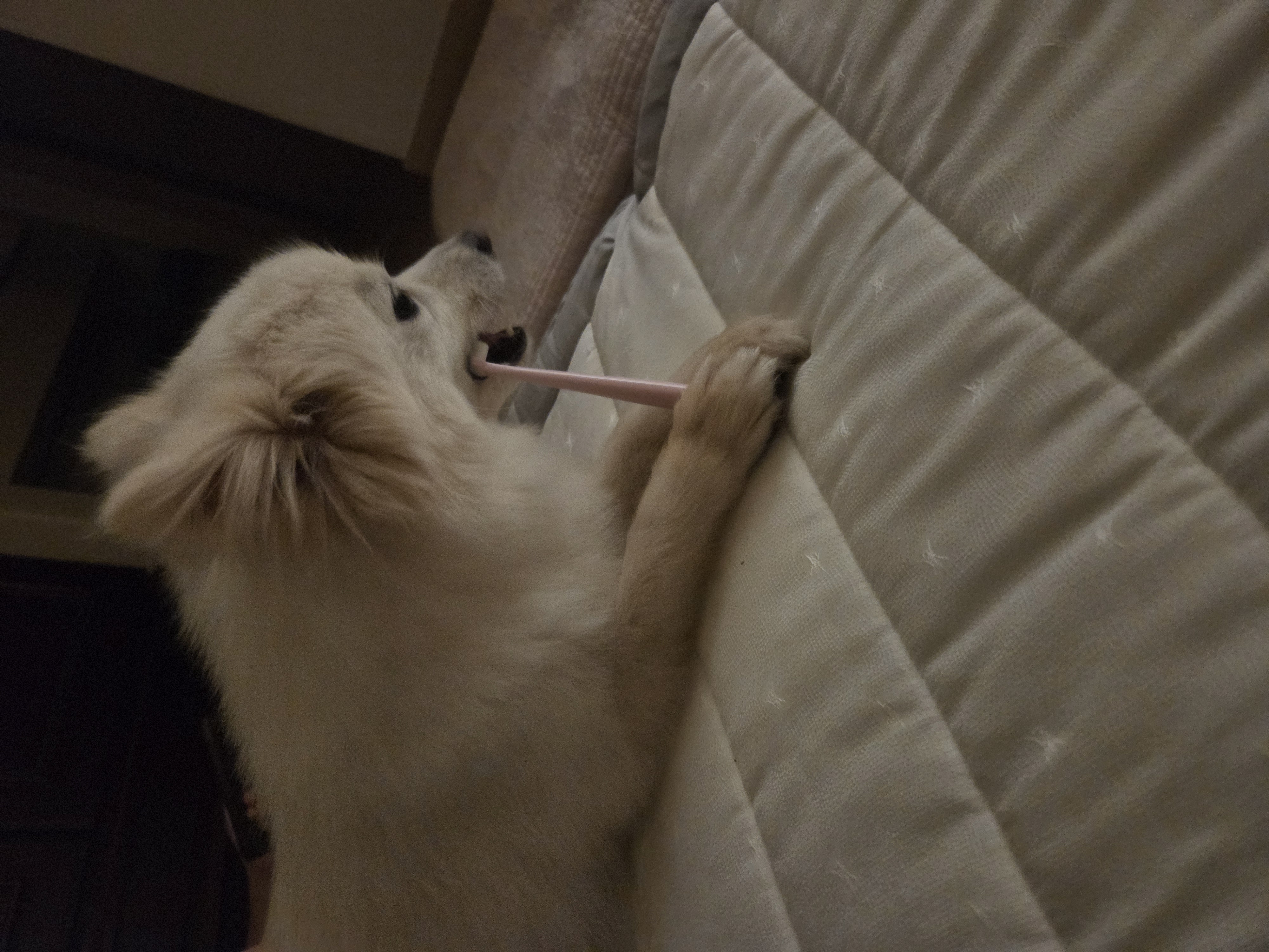 리유 임시보호 한달차 🤍 (다람이 입양 세달차)