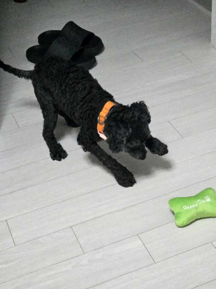 콩이(구: 달튼) 2주 차