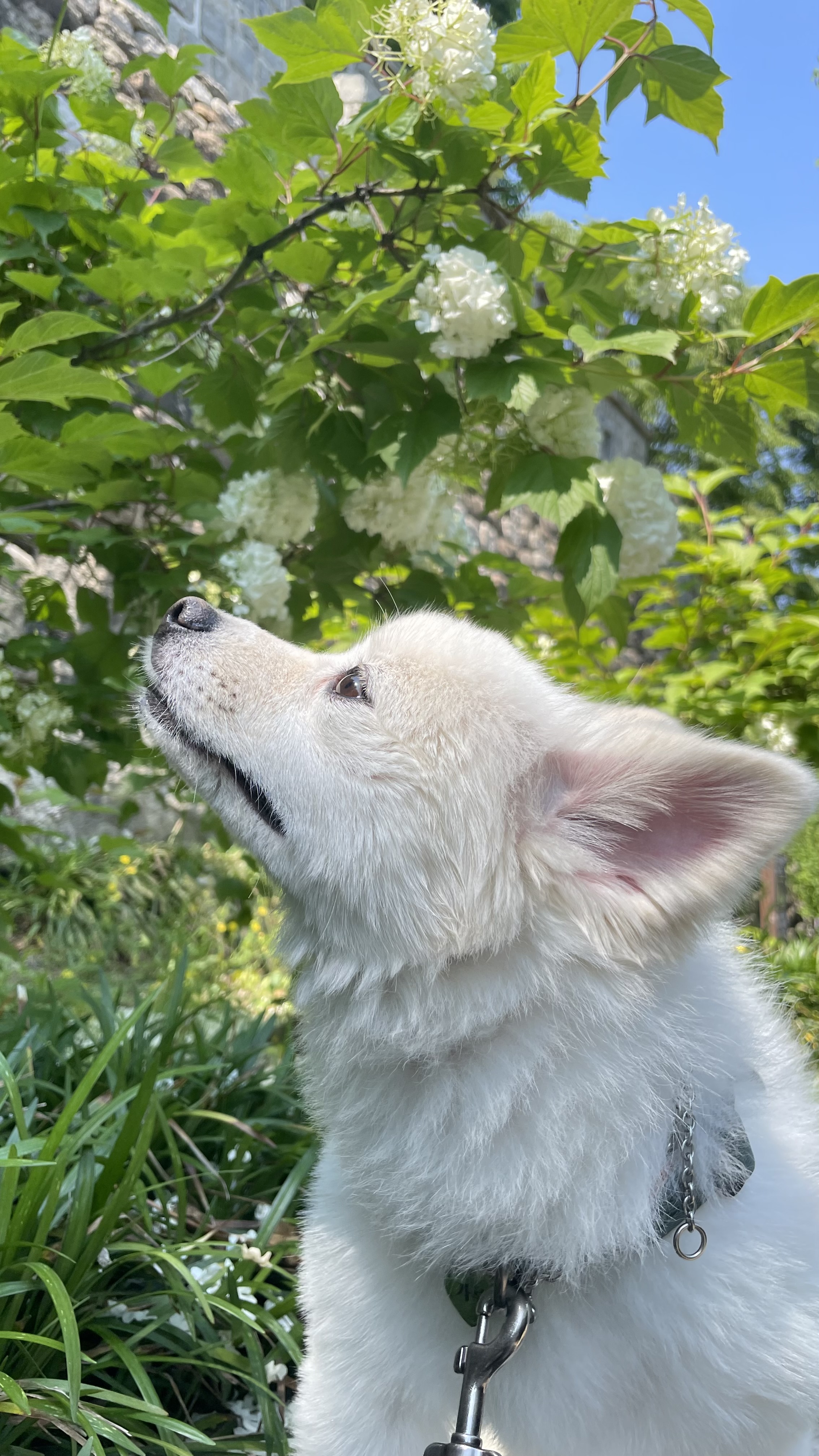 (구)머피 (현)가루 이제 이 강아지는 제껍니다.