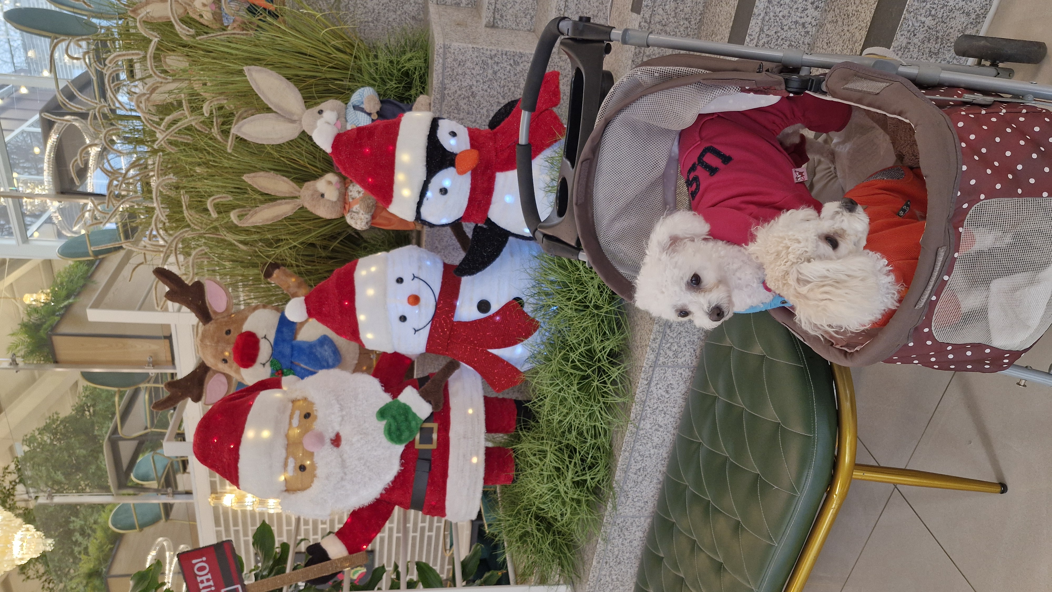 루아(구 양양이)가 가족이 된지 2년 되었어요.