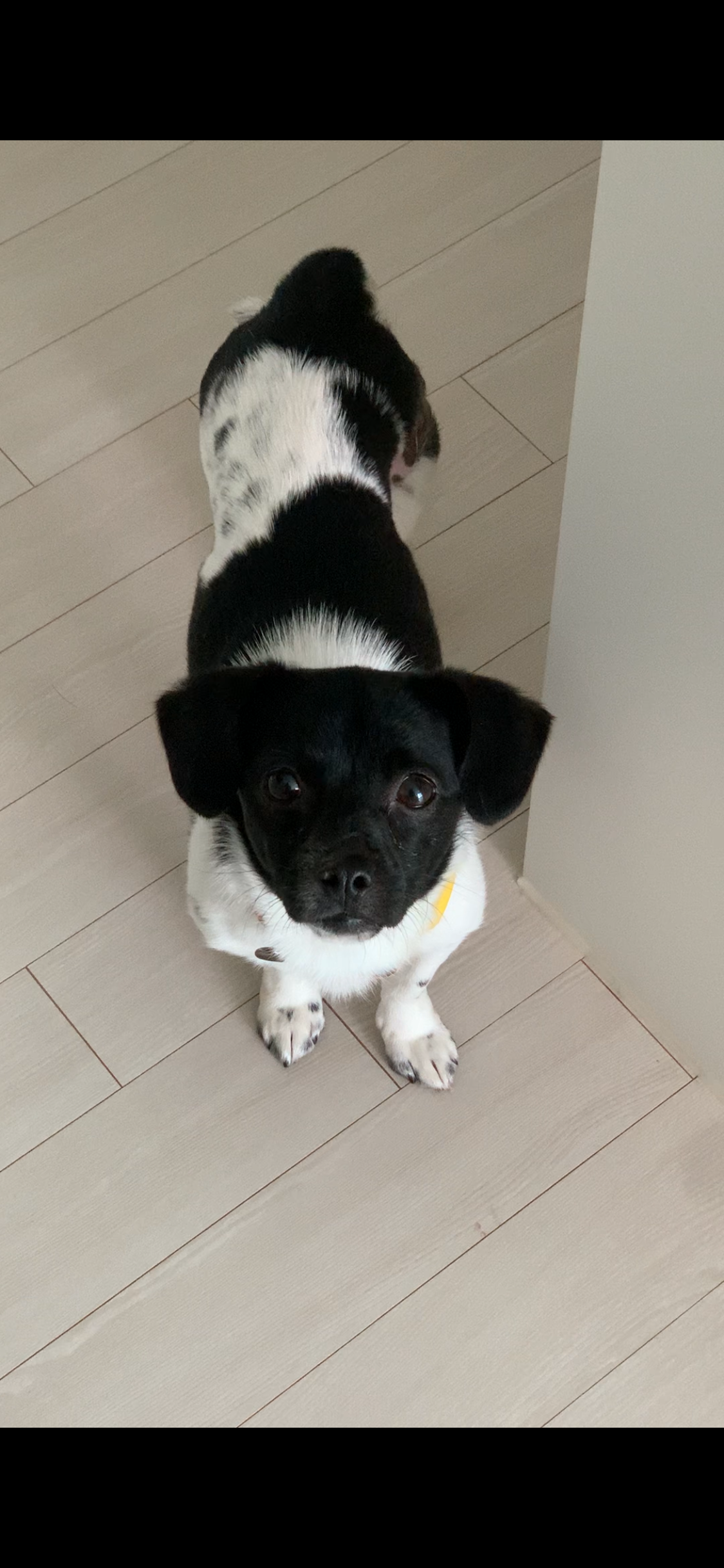 새숨이 입양전제 임시보호 1주일차 후기