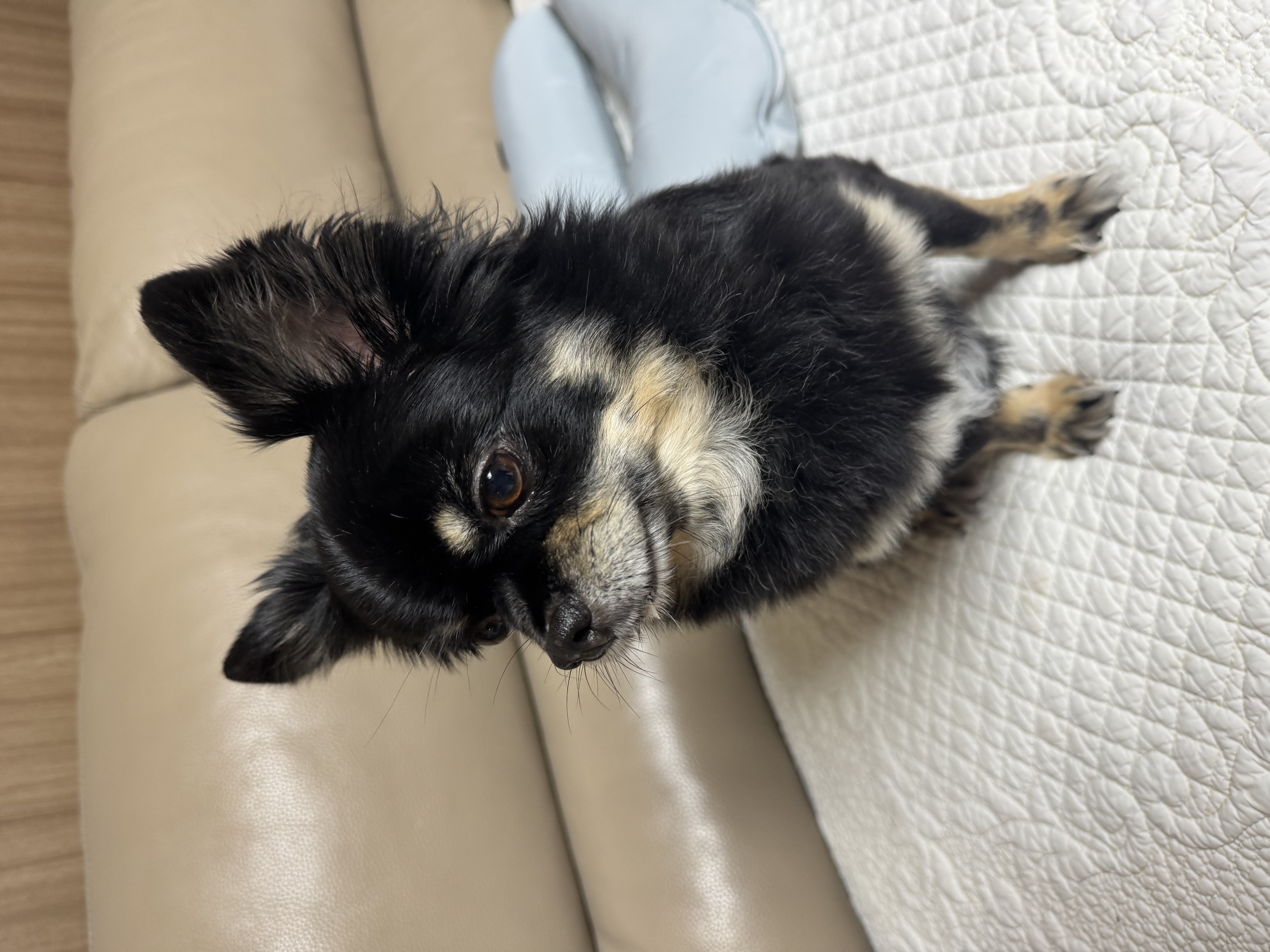 랩몬이 임보4개월차 소식 올립니다~^^