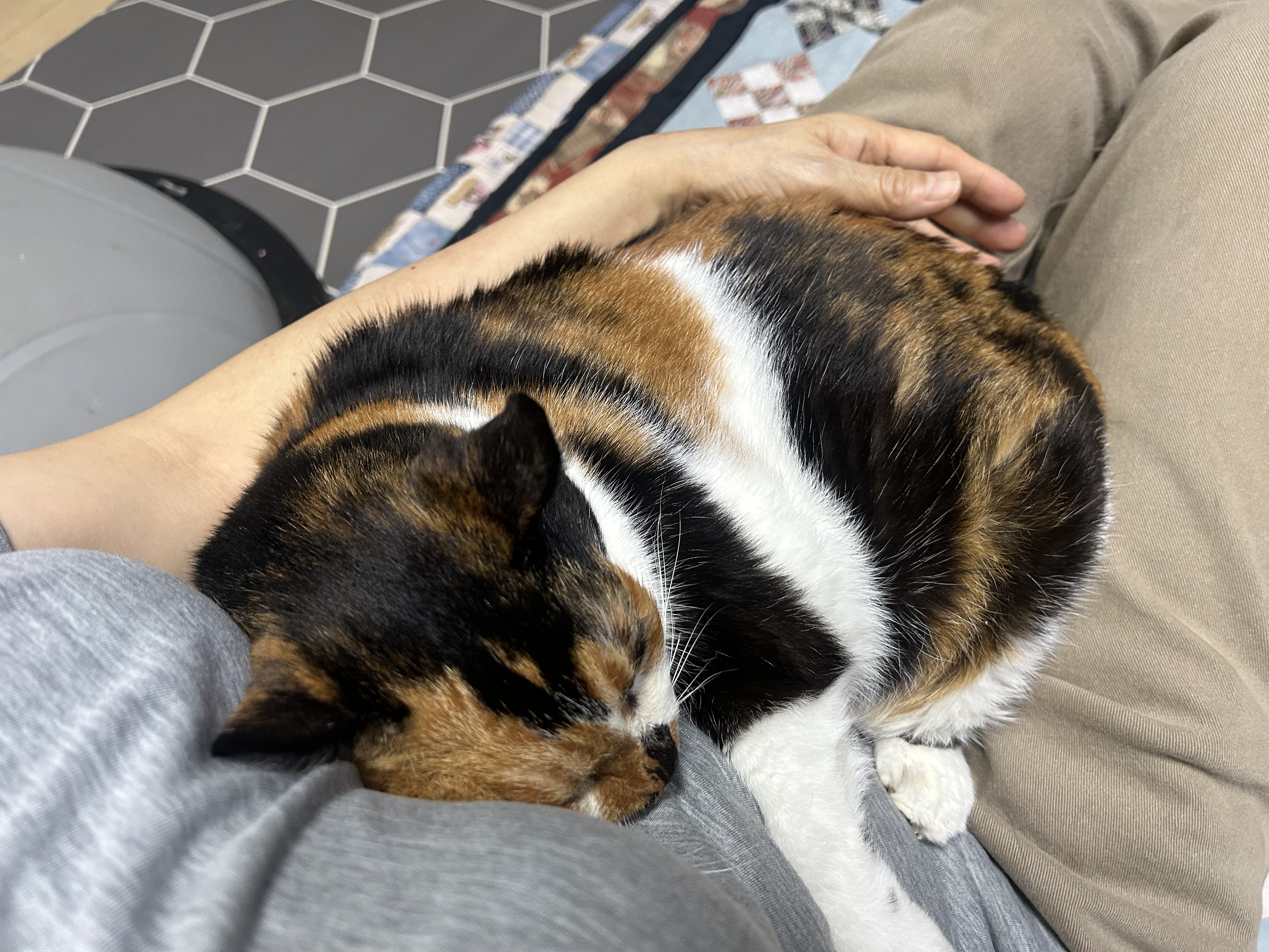 달냥이 걱정하실까봐 ㅎ