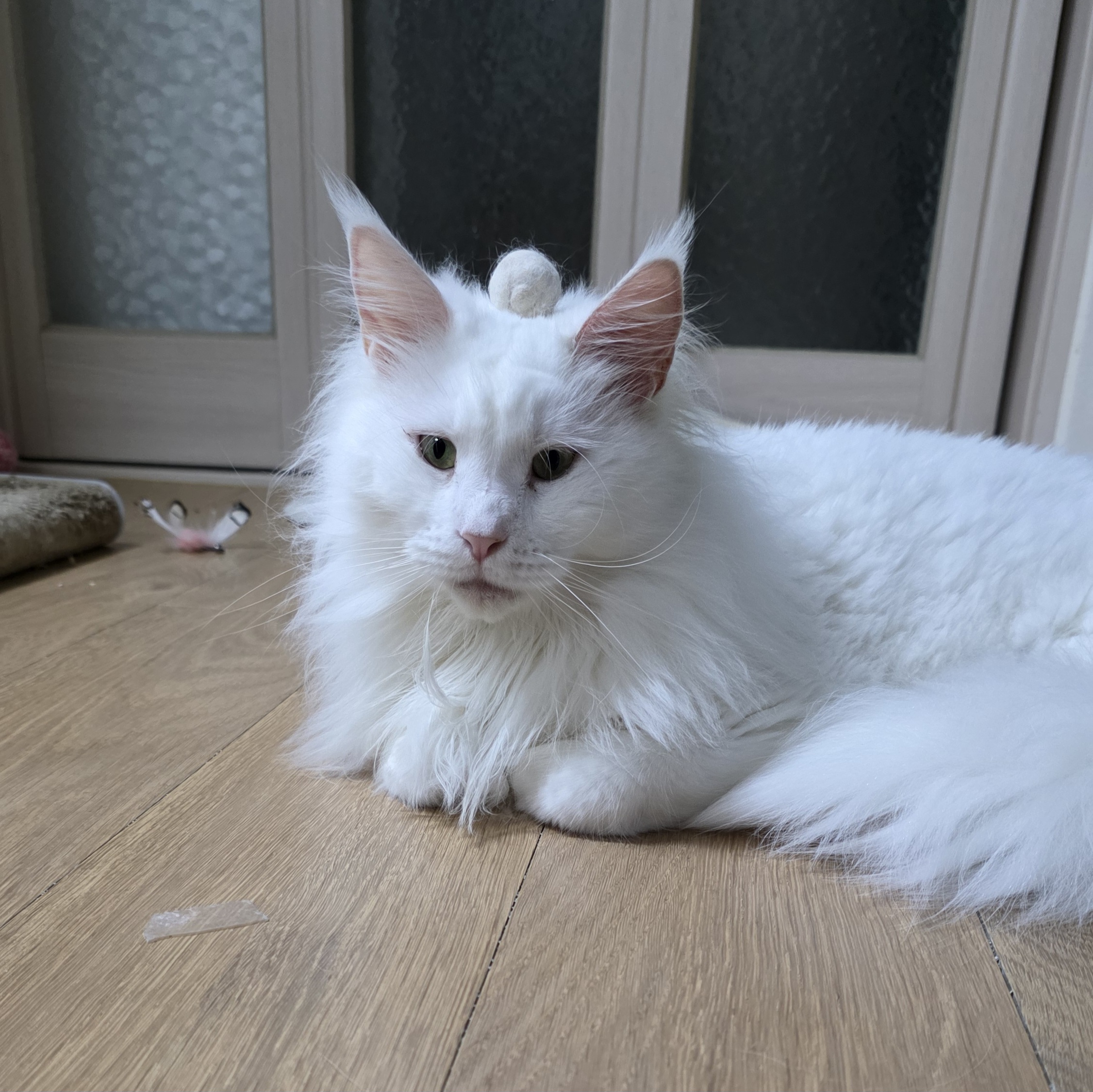 쟈냐깨냐(이순이 모이) 근황