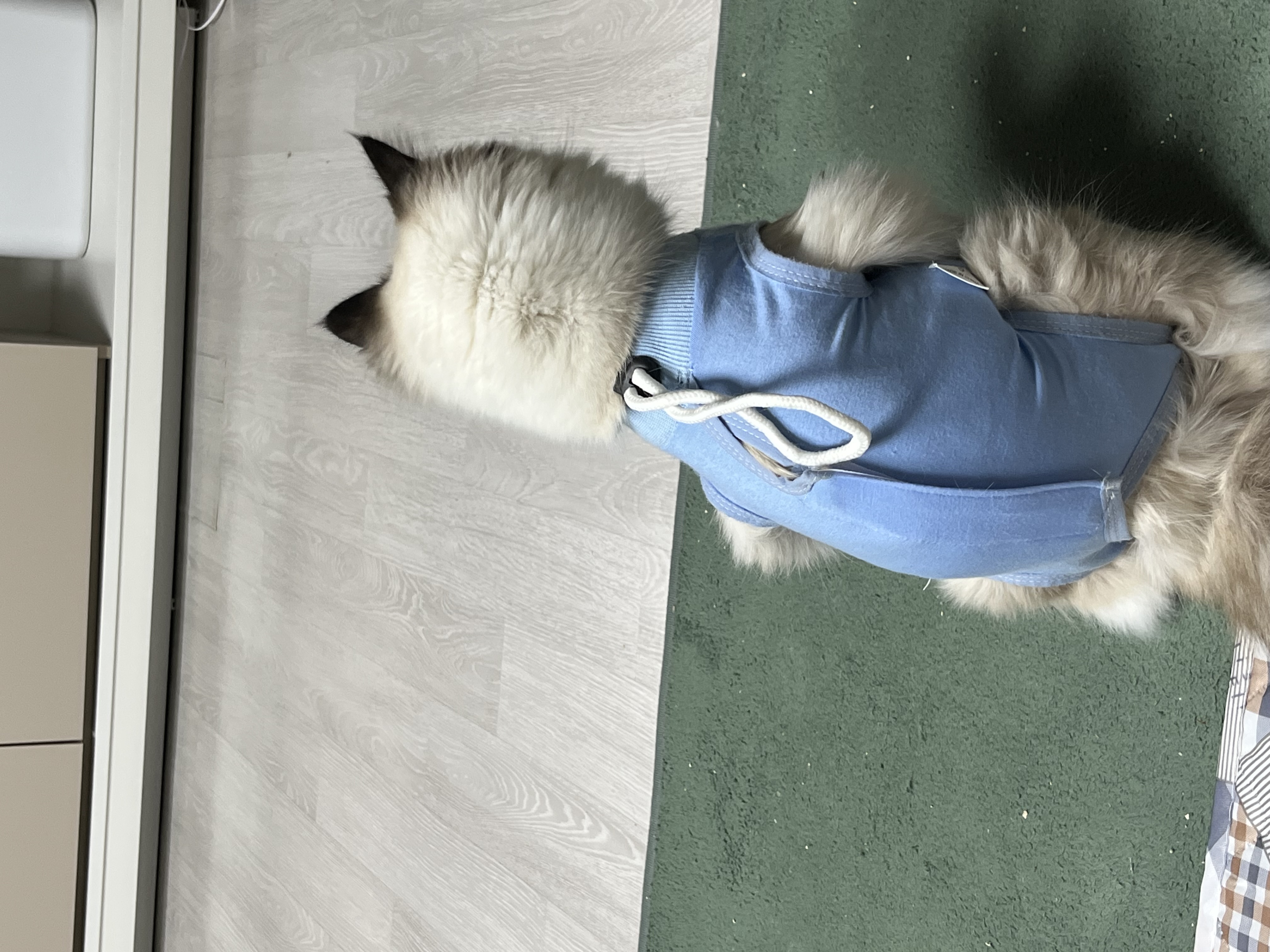 나는 산호 청소년 고양이에요