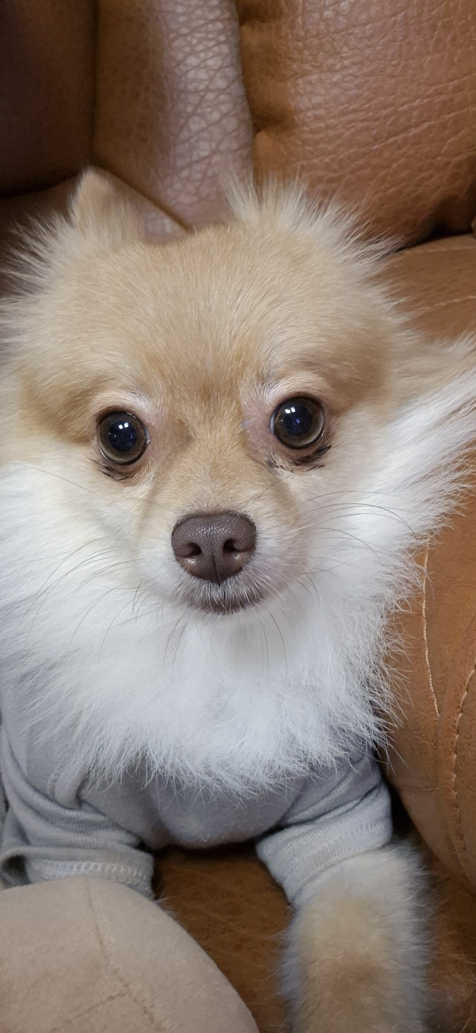 애니(여우) 입양 세 달 차