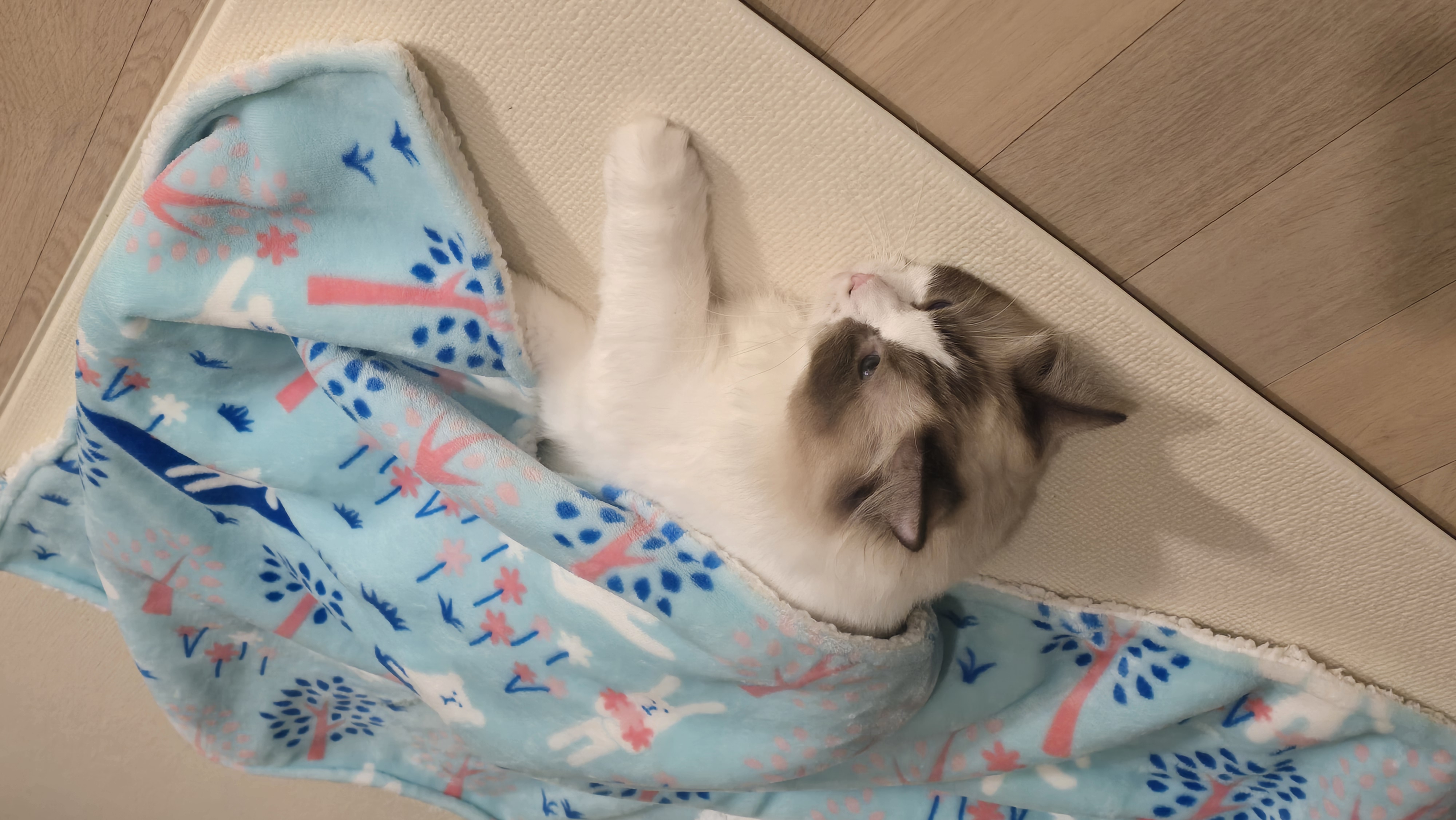 모모가 된 마찌 입양후기에요