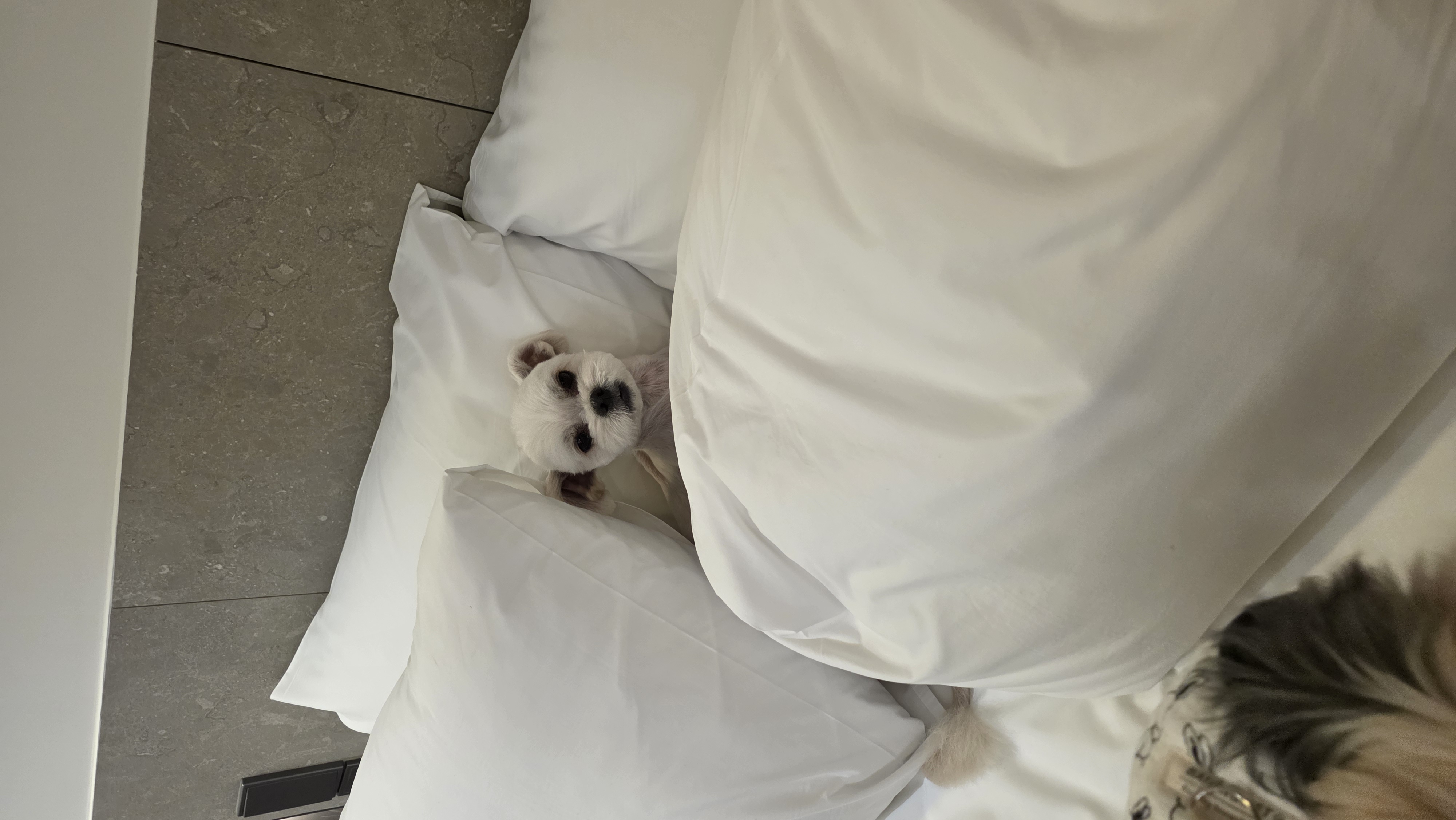 샤넬(구 아자)볼보(구 양삼)