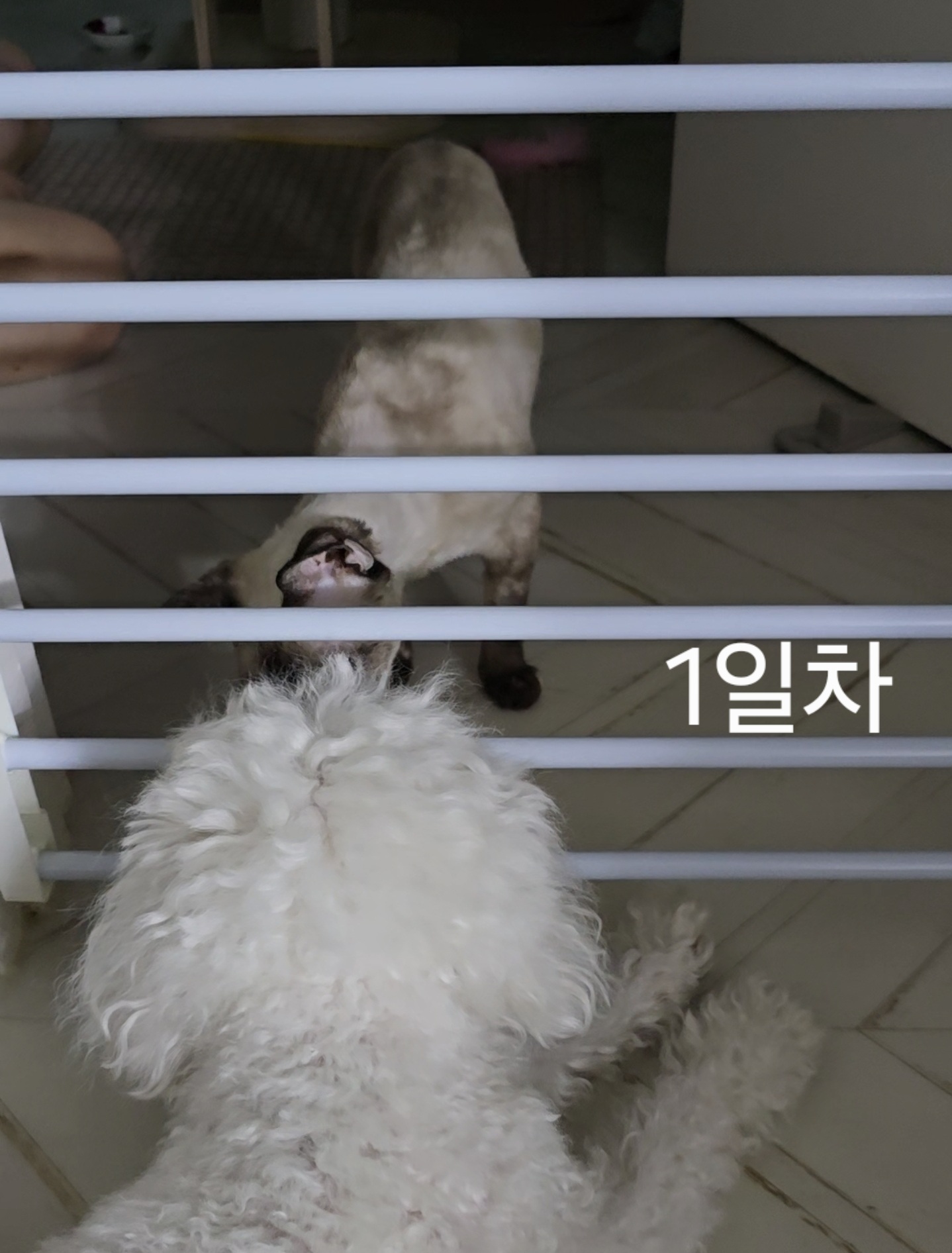 바다된 던이의 입양 일주일