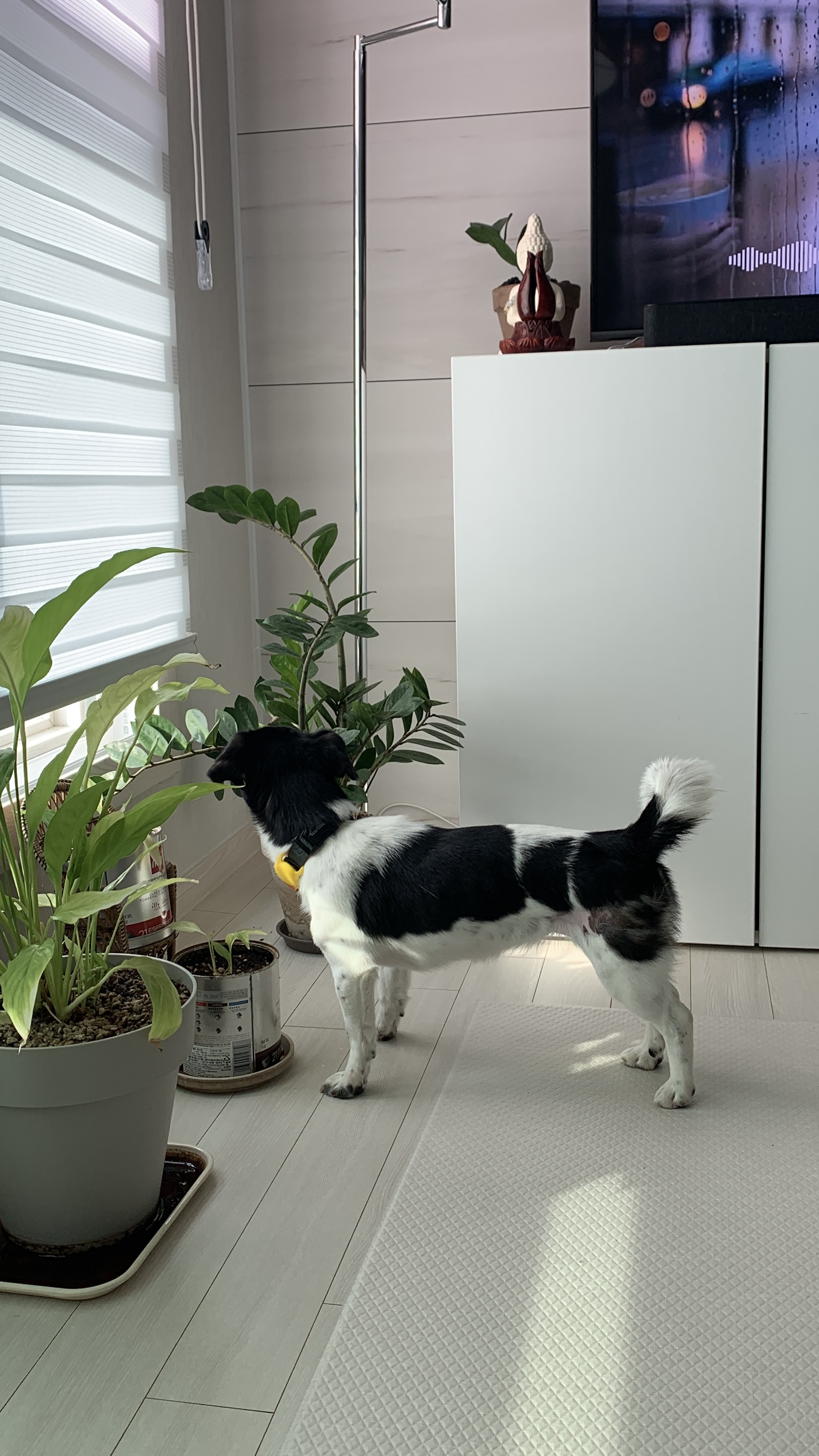 새숨이 입양전제 임시보호 1주일차 후기