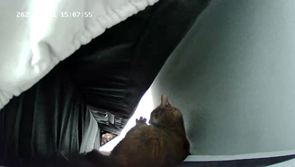 마동이(현 후추)의 일주일 이야기