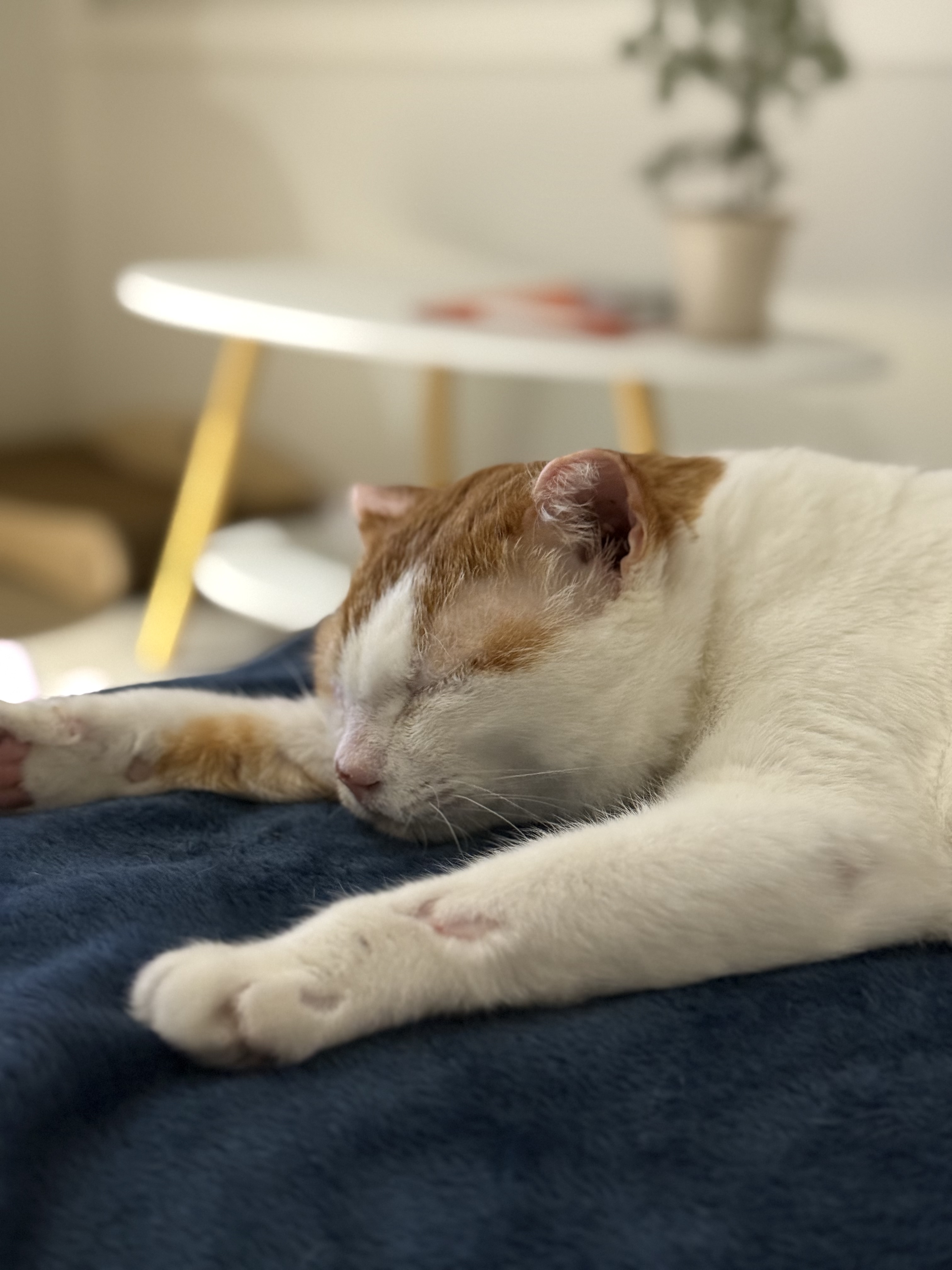 온샘이 입양 후기!