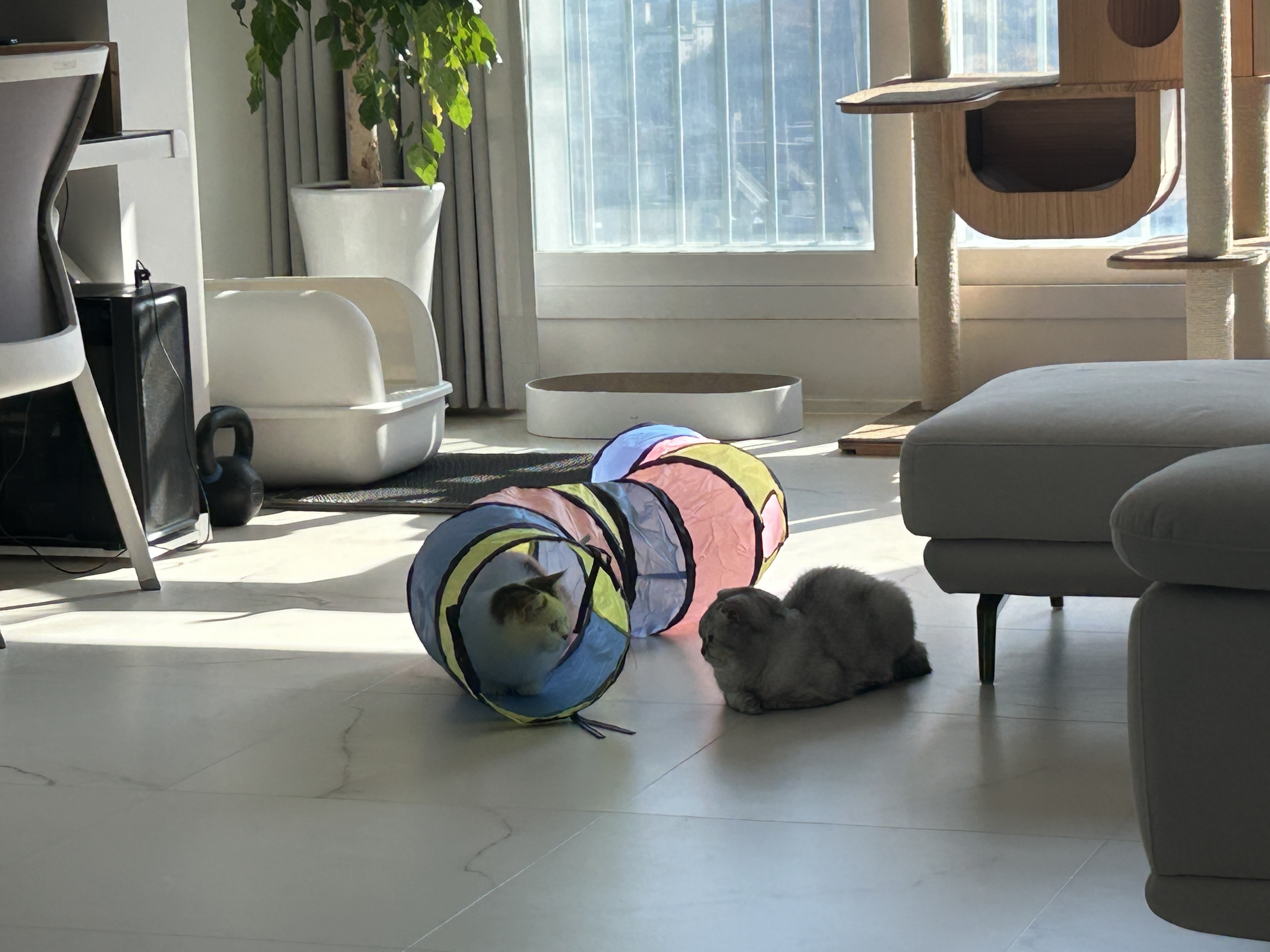 동엽이(행운이),살랑이(루리) 같이 지낸지 2년째