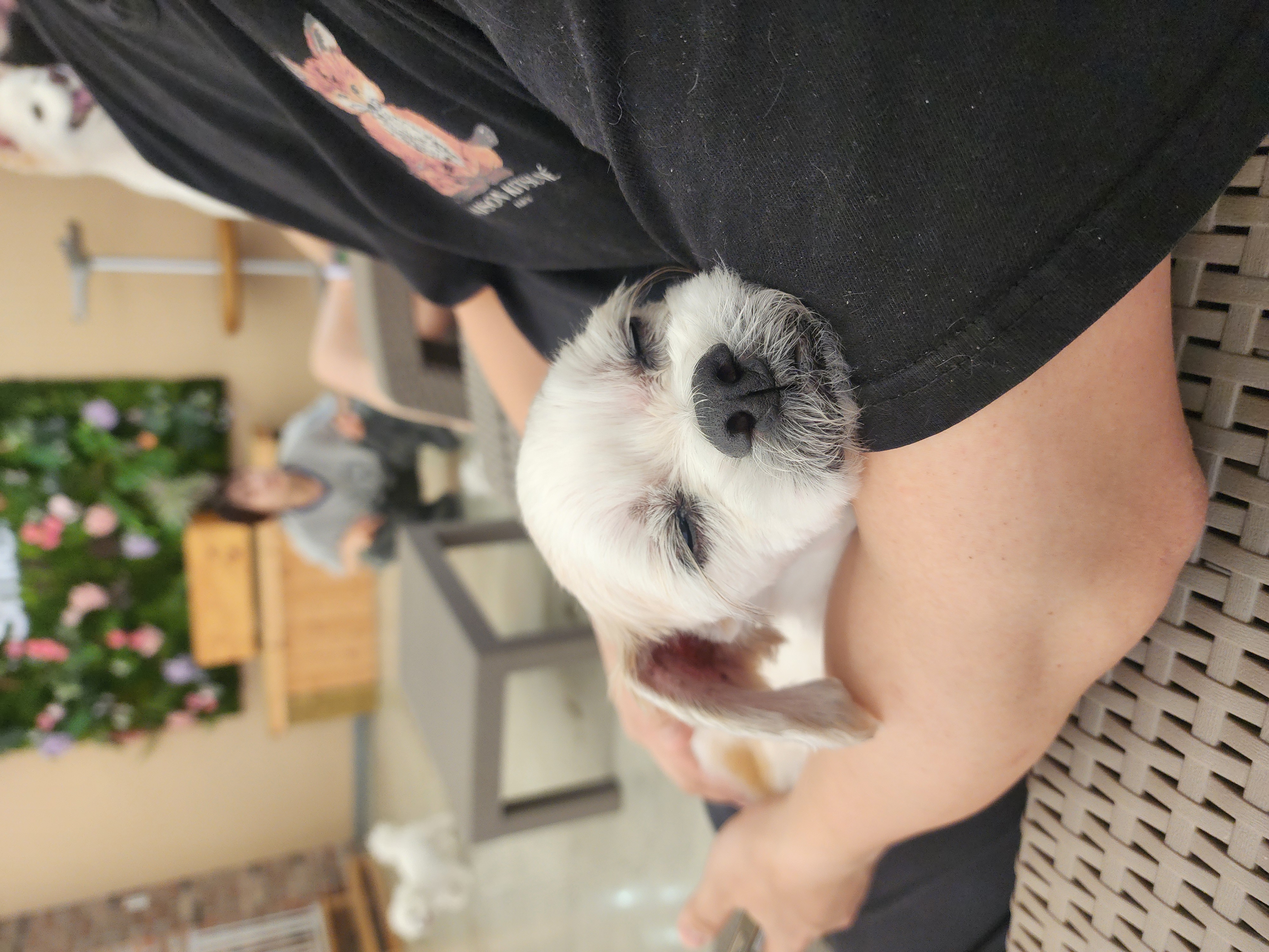 ♡ 애디 입양후기 (前.착한이) ♡